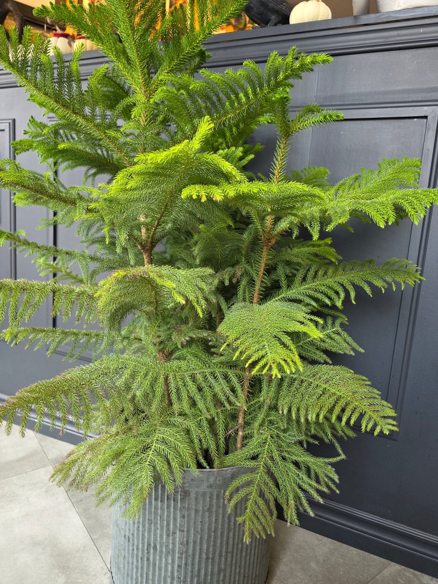 10" Araucaria heterophylla - Norfolk Island Pine - Grow & Bloom Co.