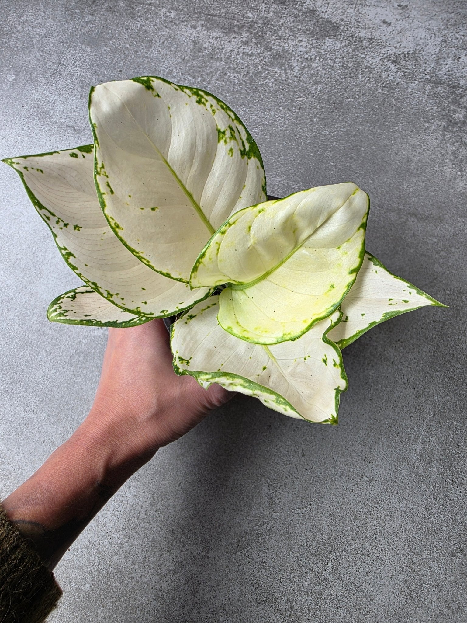 4" Aglaonema 'Beauty White' - Grow & Bloom Co.