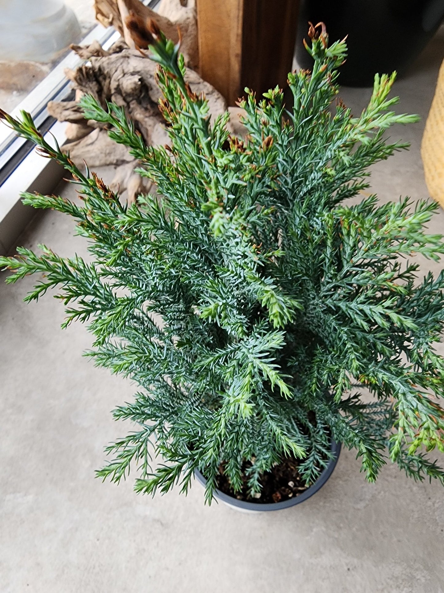 4" Cupressus arizonica - Moonlight Cypress - Grow & Bloom Co.
