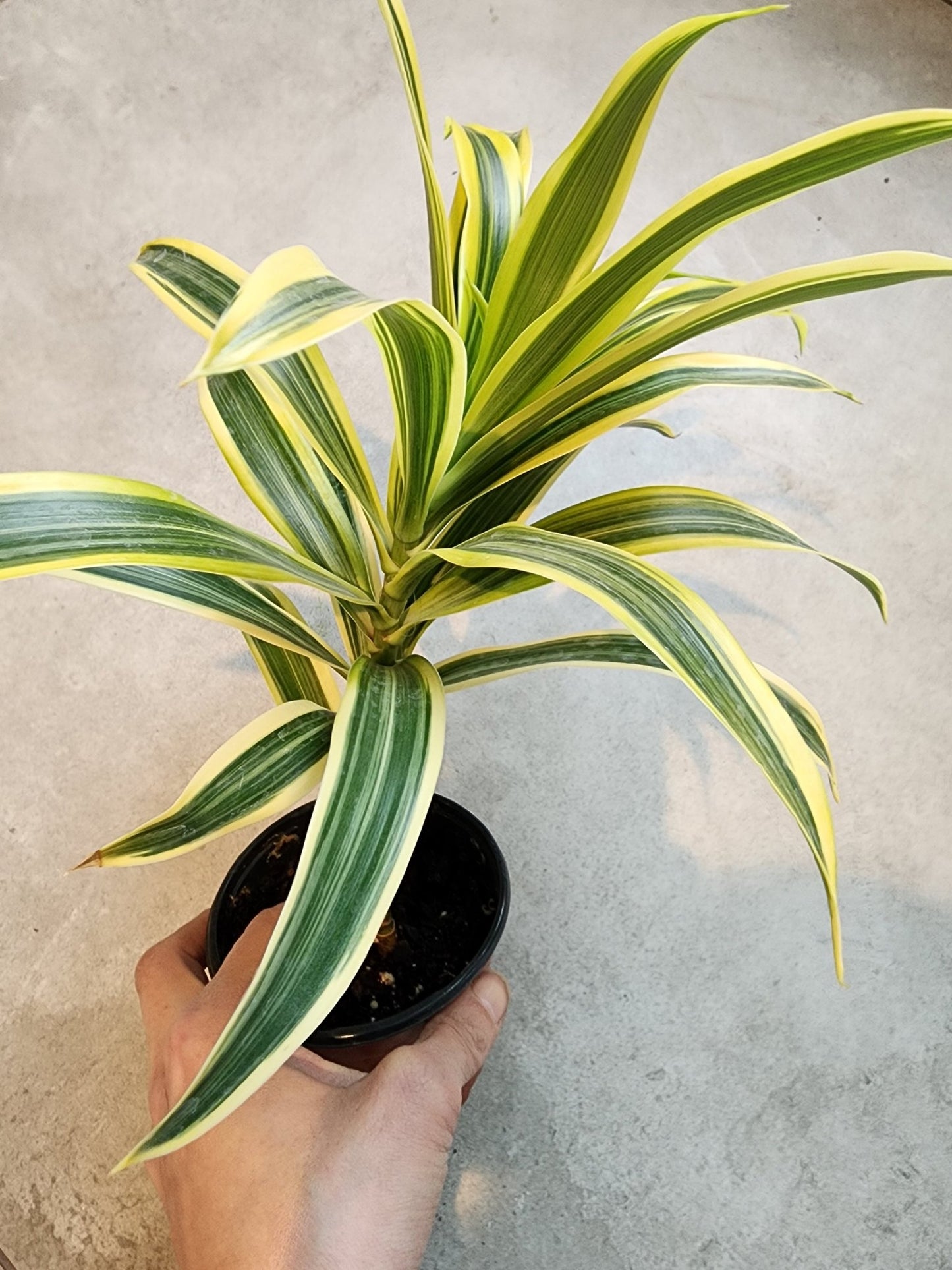 4" Dracaena reflexa - Song of India - Grow & Bloom Co.