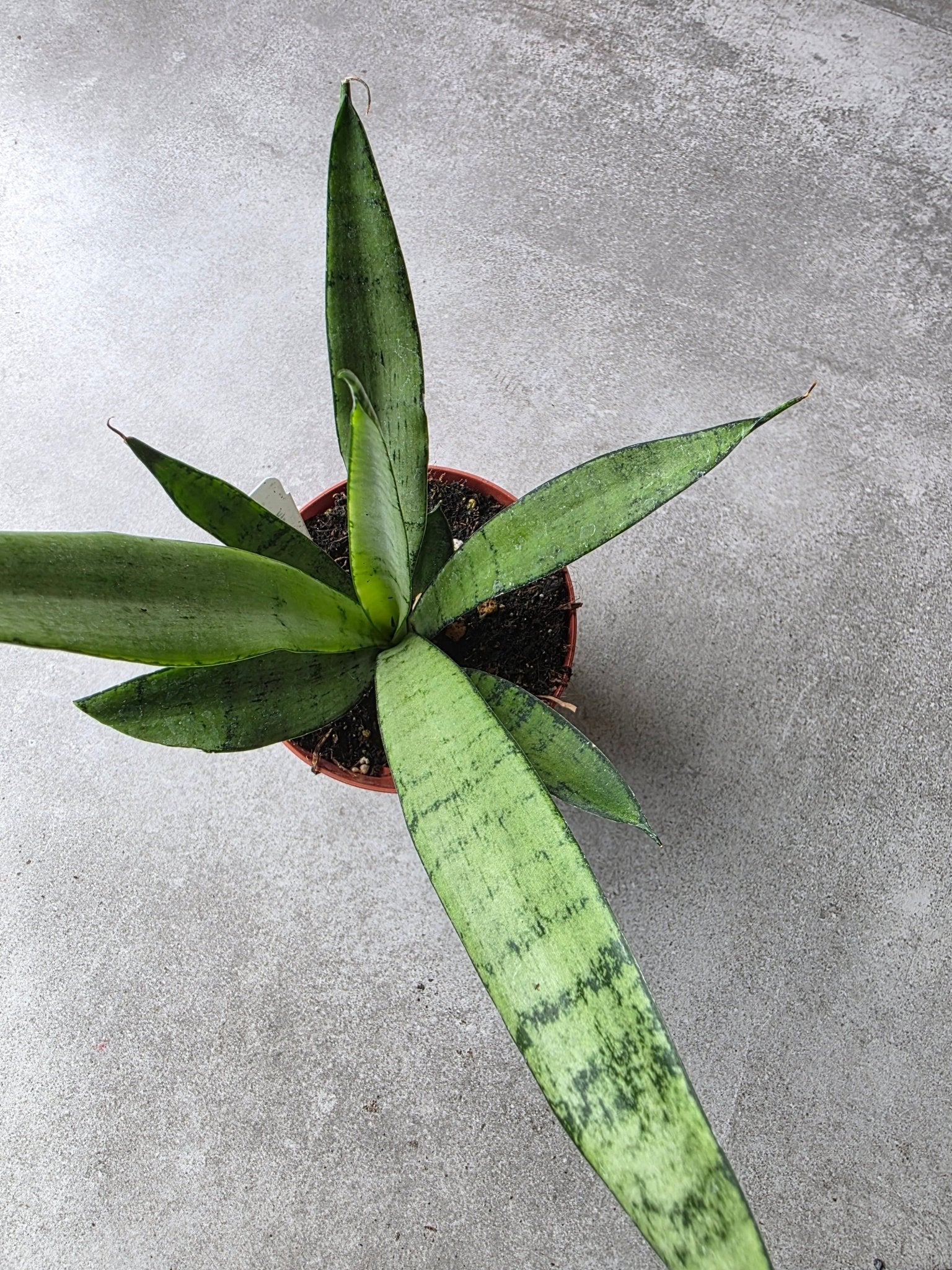 4" Dracaena 'Silver Princess' - Silver Princess Snake Plant - Grow & Bloom Co.