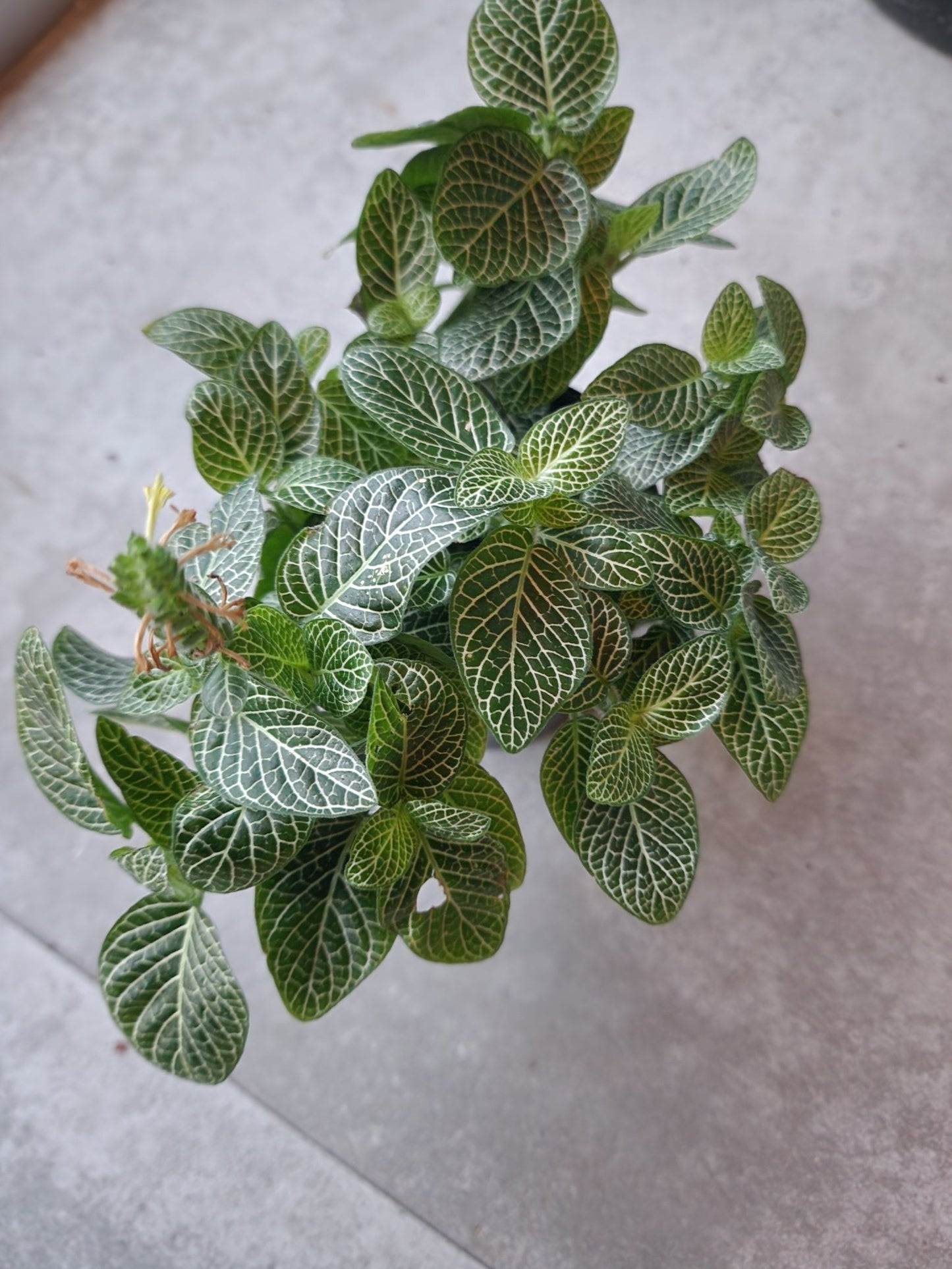 4" Fittonia albivensis - Grow & Bloom Co.