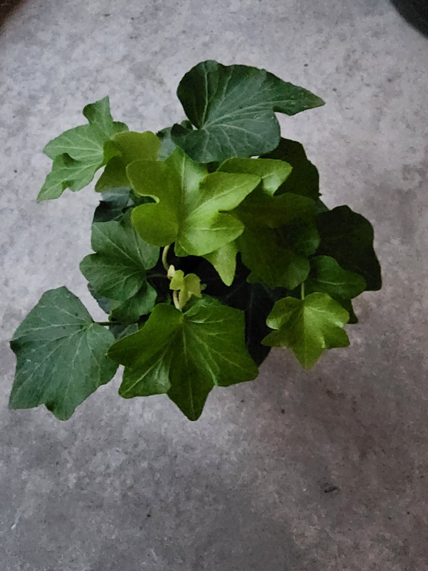 4" Hedera helix - English Ivy - Grow & Bloom Co.