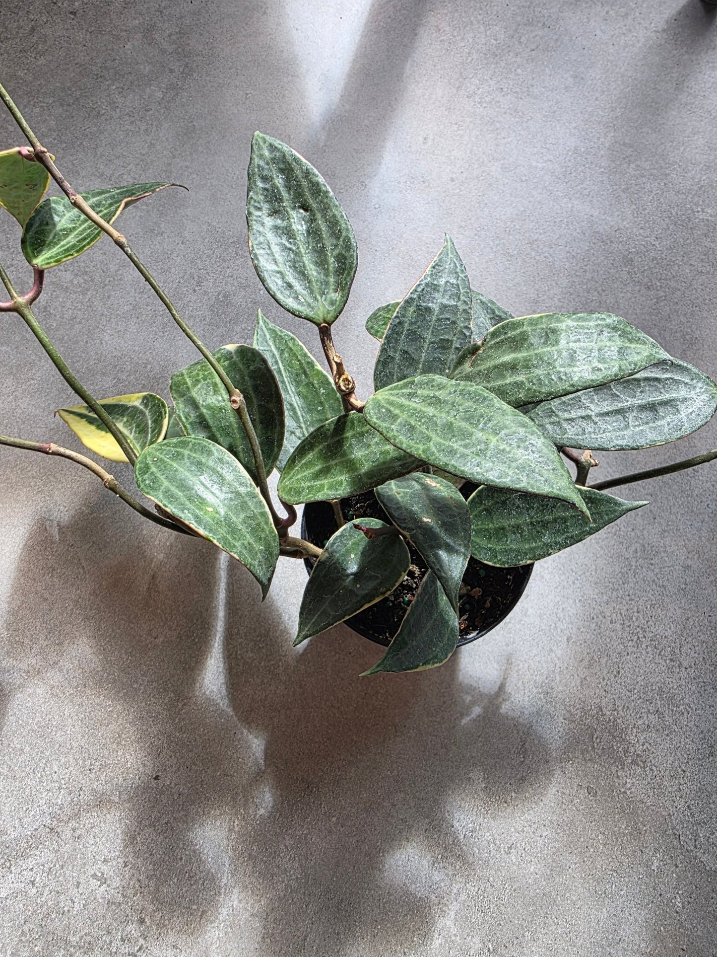 4" Hoya macrophylla 'Variegata' - Grow & Bloom Co.