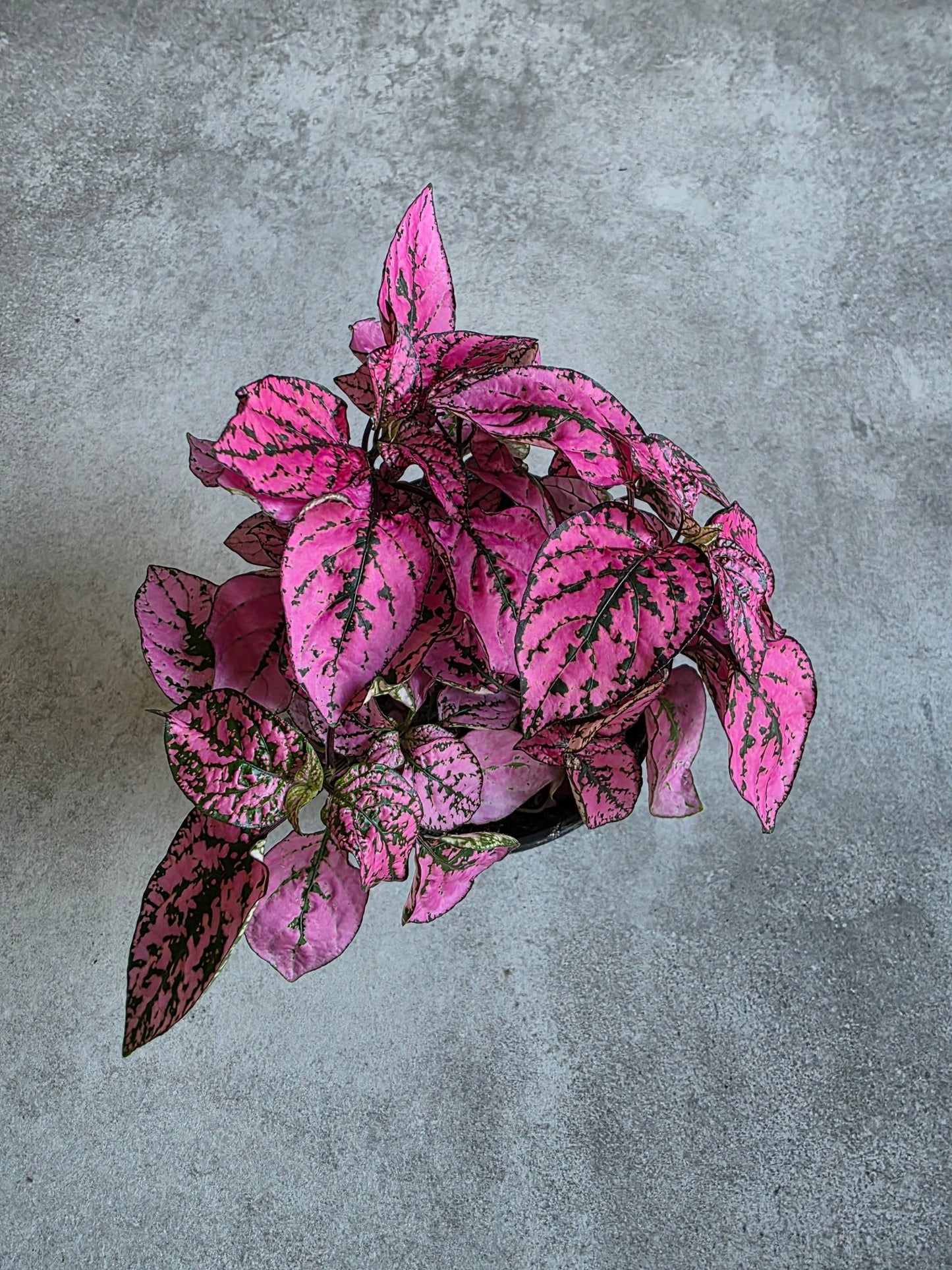 4" Hypoestes phyllosta - Pink Polka Dot Plant - Grow & Bloom Co.