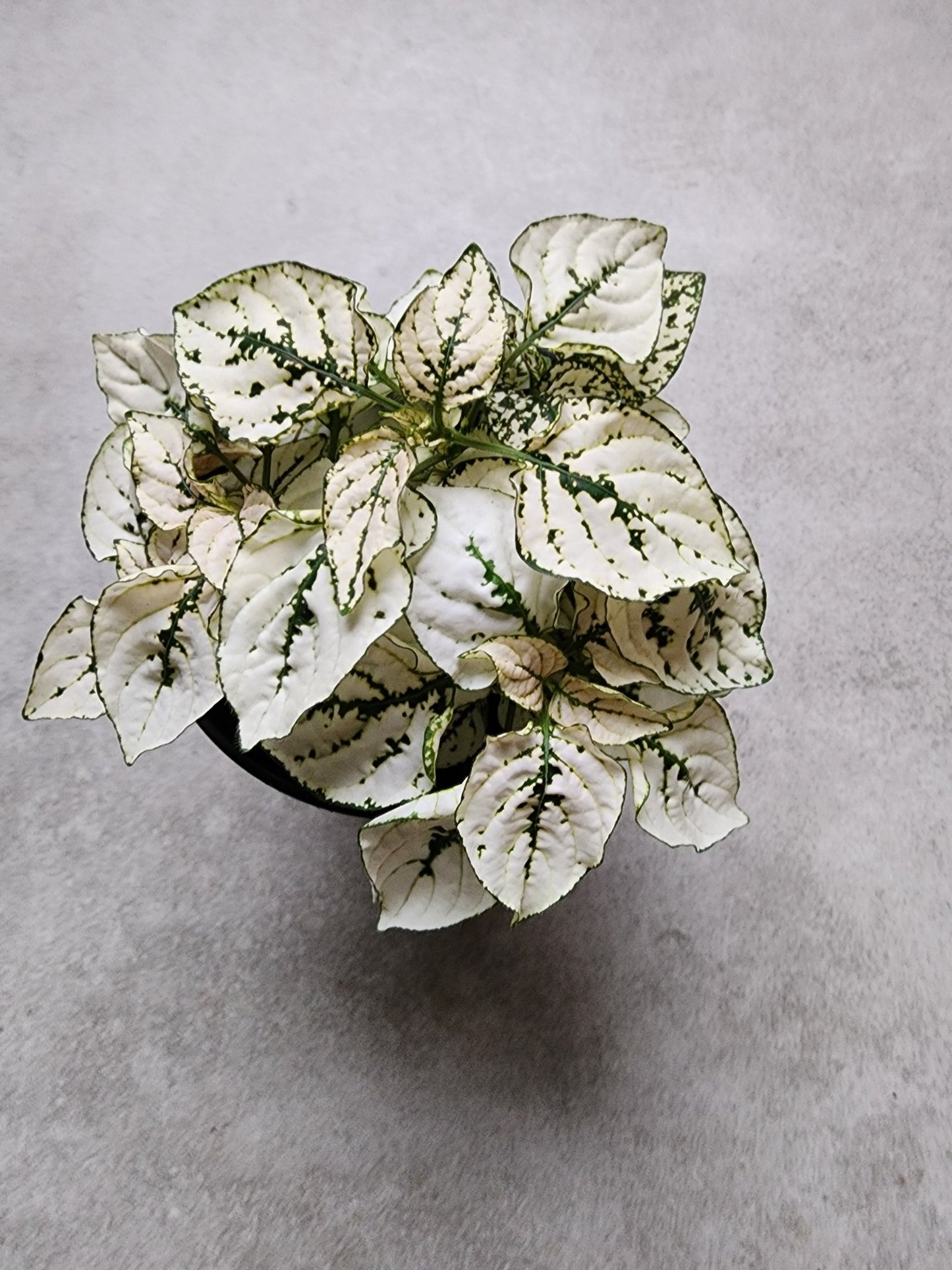 4" Hypoestes phyllosta - White Polka Dot Plant - Grow & Bloom Co.