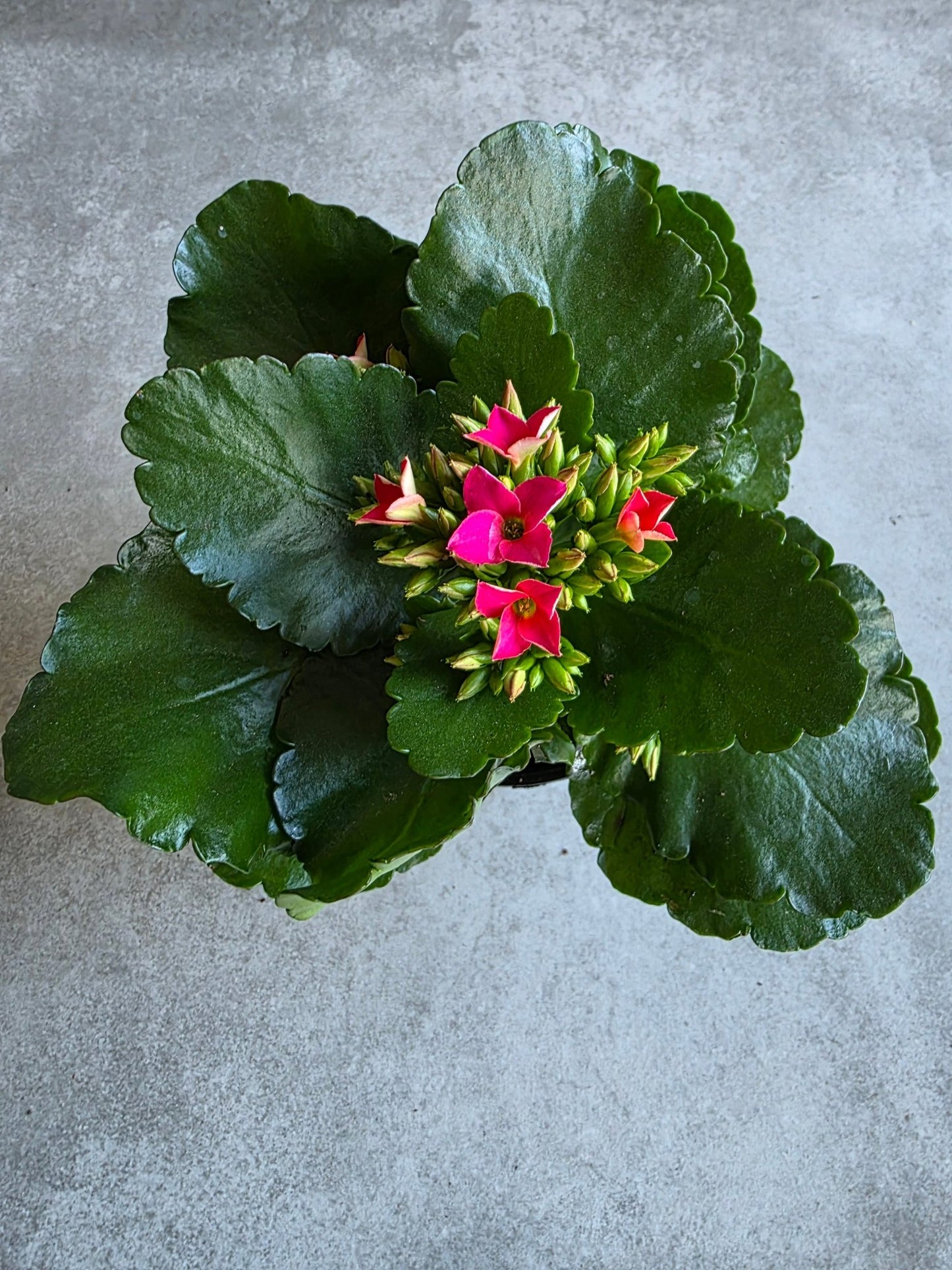 4" Kalanchoe blossfeldiana - Widow's Thrill - Grow & Bloom Co.