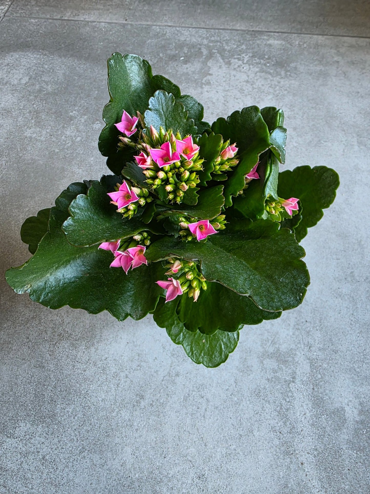 4" Kalanchoe blossfeldiana - Widow's Thrill - Grow & Bloom Co.
