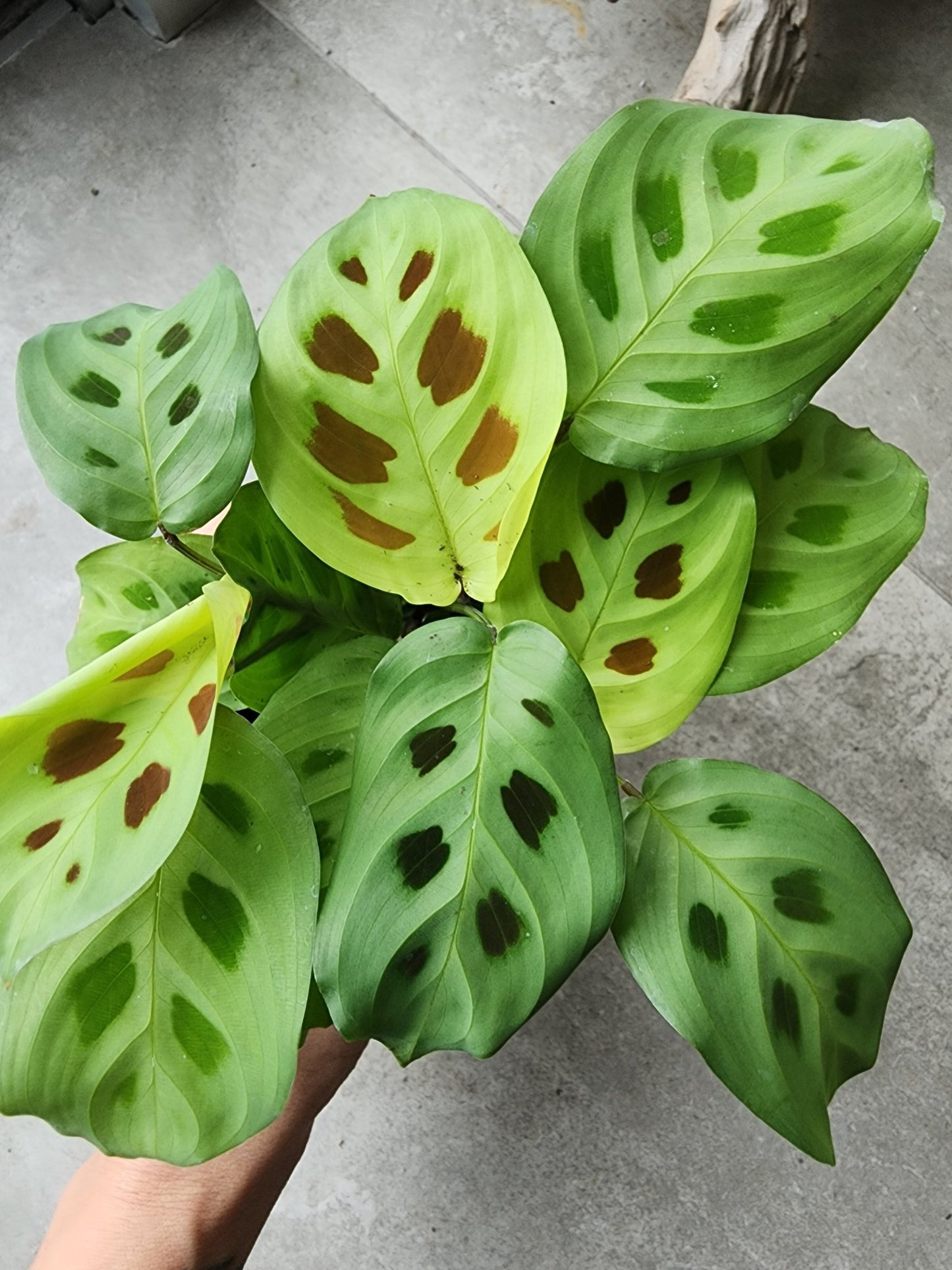 4" Maranta leuconeura - Grow & Bloom Co.