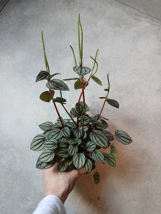 4" Peperomia 'Piccolo Banda' - Grow & Bloom Co.