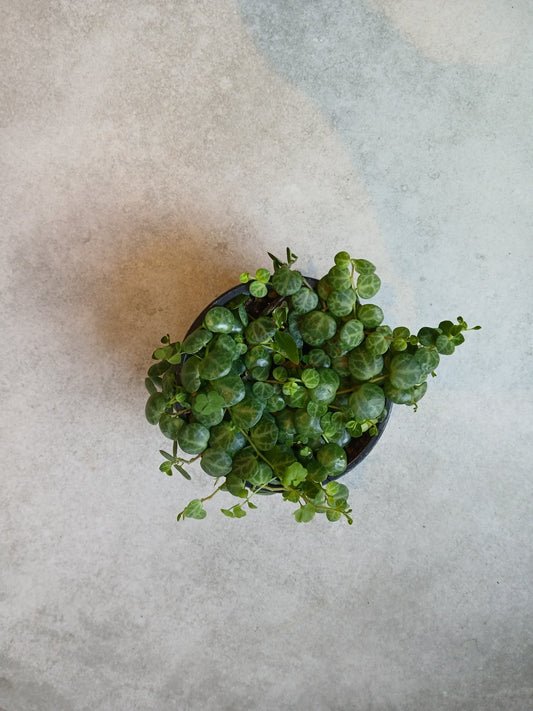 4" Peperomia prostrata - String of Turtles - Grow & Bloom Co.