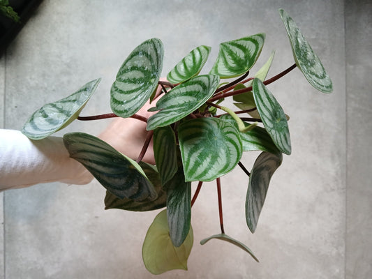 4" Peperomia 'Watermelon' - Grow & Bloom Co.