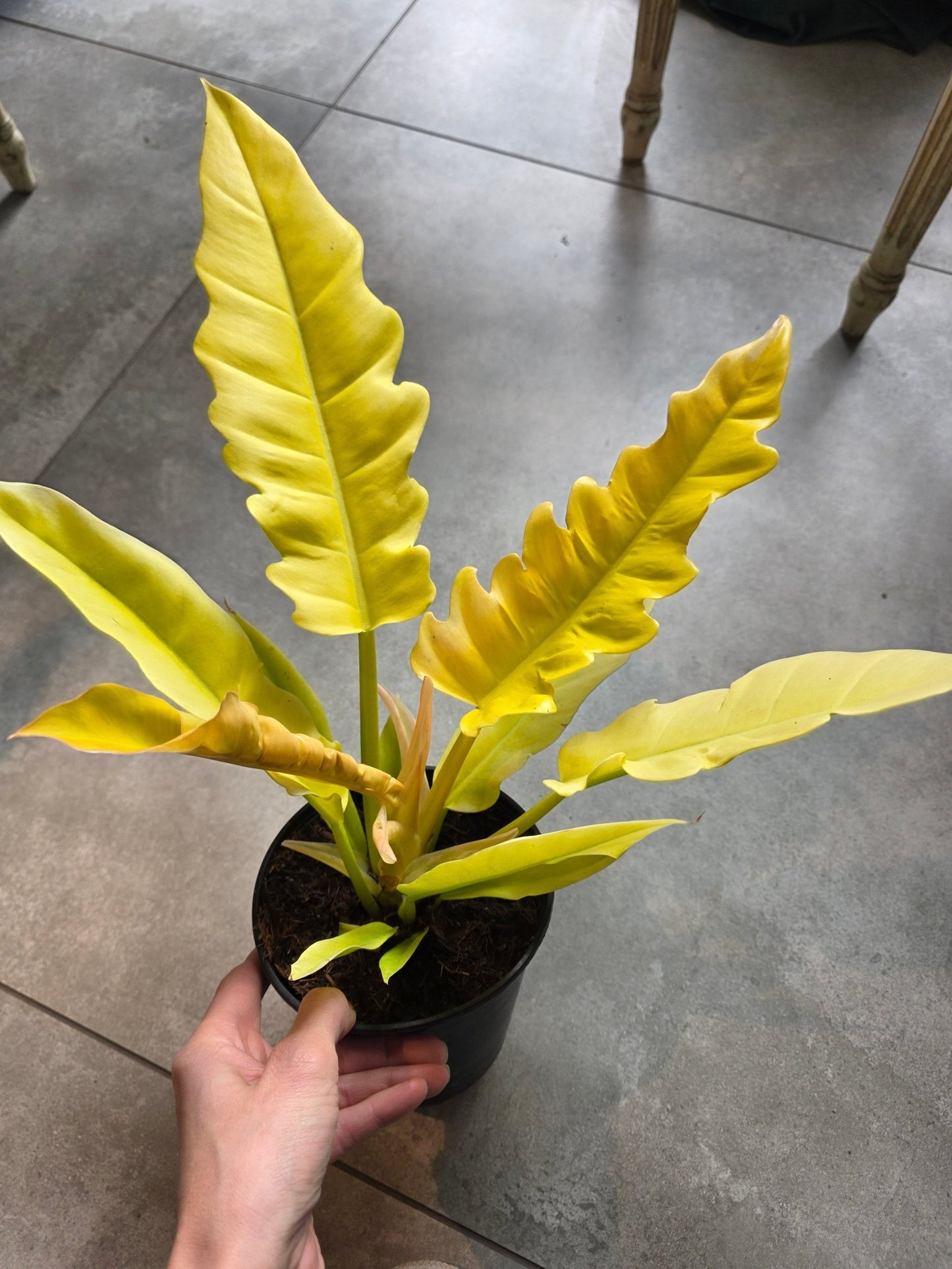 4" Philodendron 'Golden Crocodile' - Grow & Bloom Co.