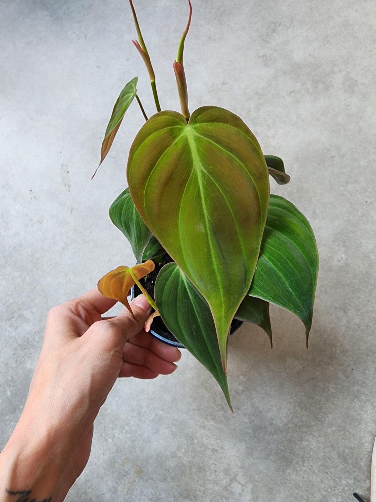 4" Philodendron hederaceum 'Micans' - Grow & Bloom Co.