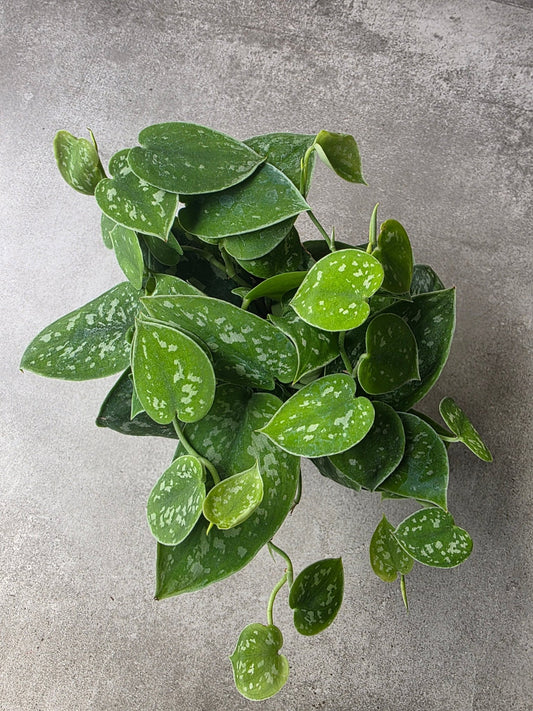 4" Scindapsus pictus - Satin Pothos - Grow & Bloom Co.