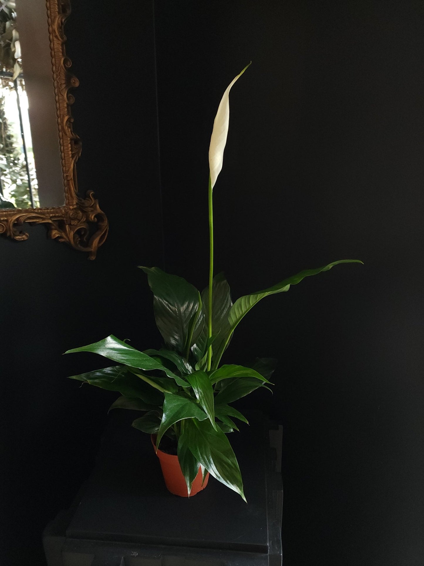 4" Spathiphyllum wallisii - Peace Lily - Grow & Bloom Co.
