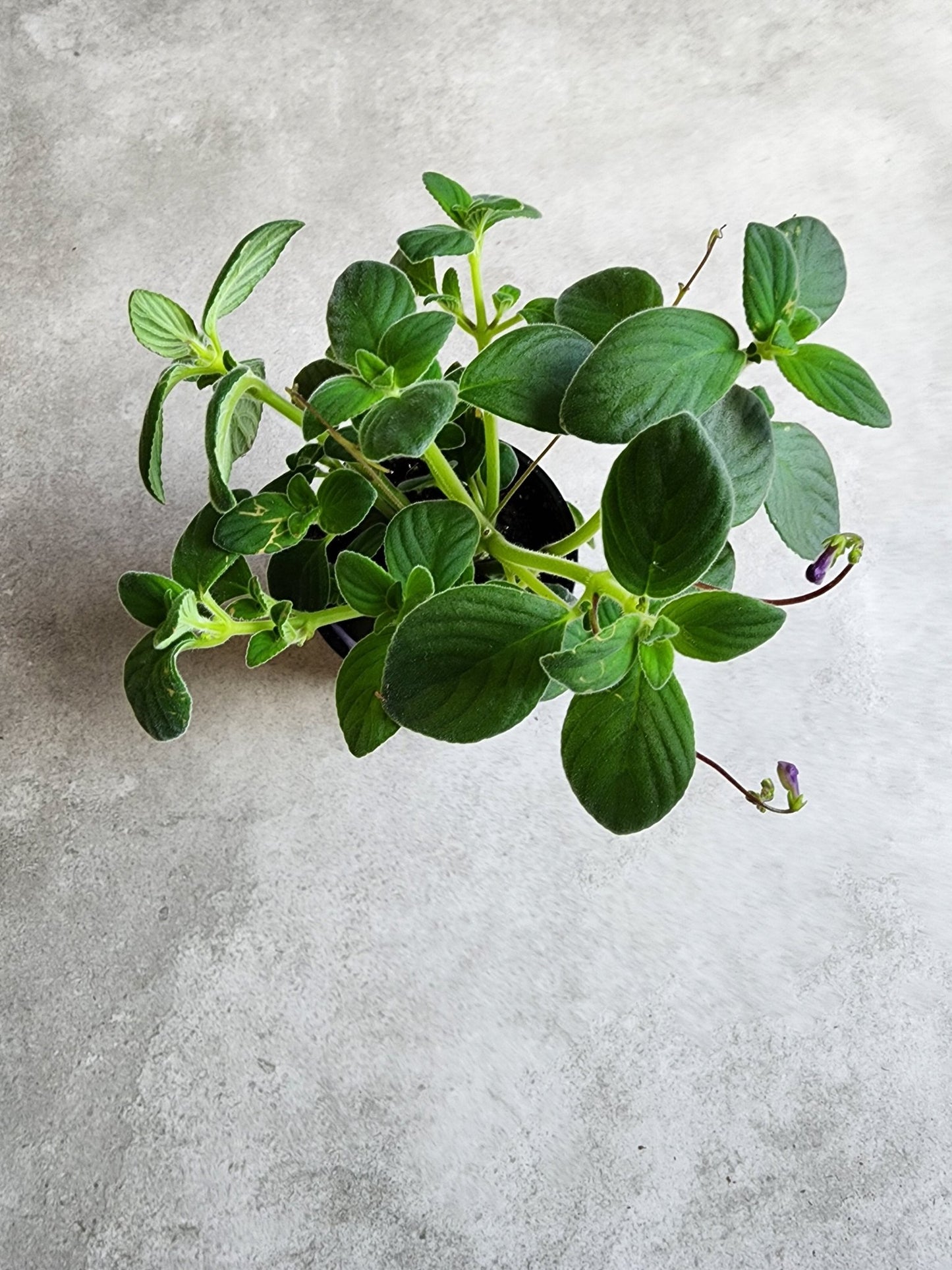 4" Streptocarpella saxorum - Nodding Violet - Grow & Bloom Co.