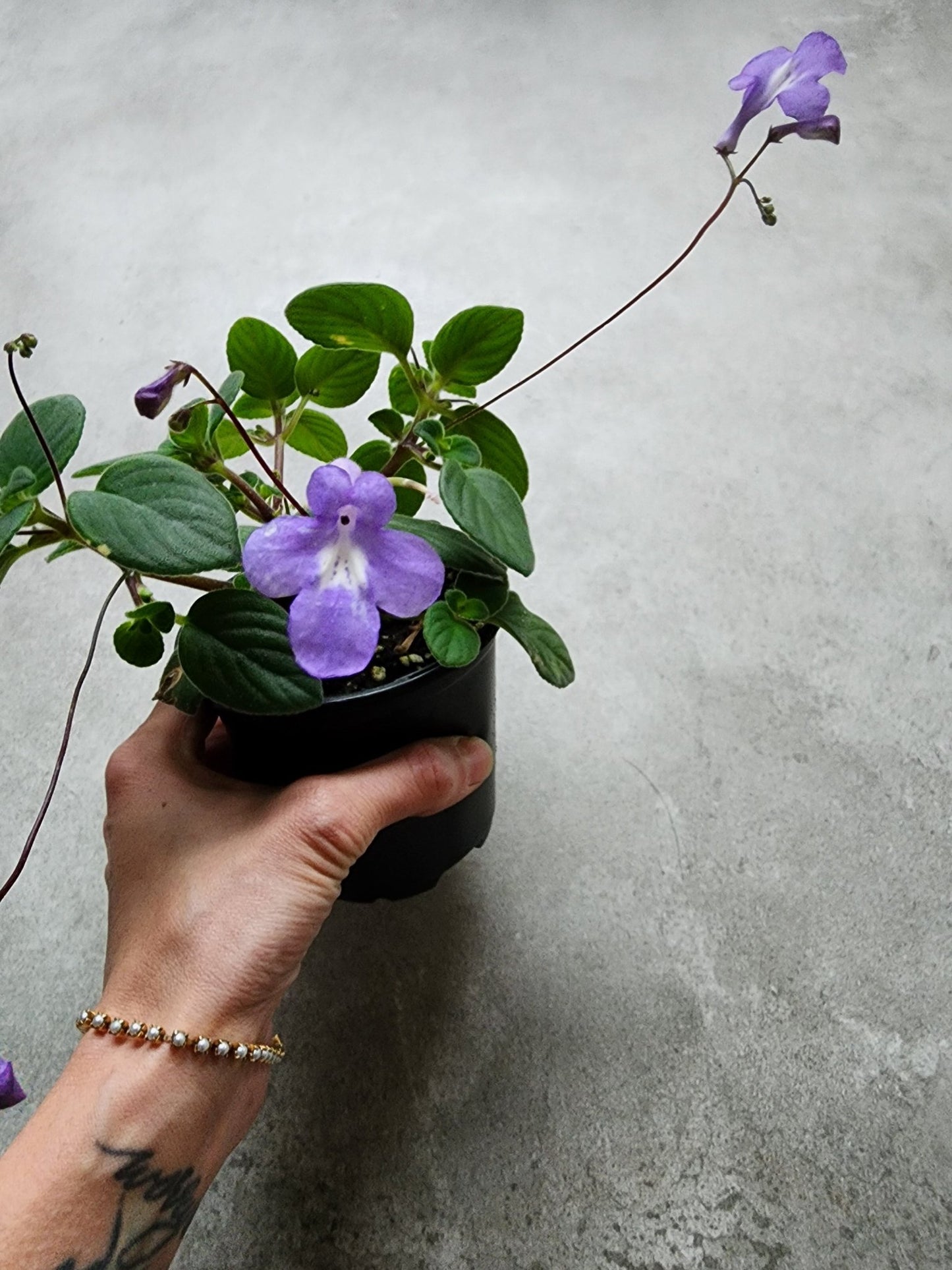 4" Streptocarpella saxorum - Nodding Violet - Grow & Bloom Co.