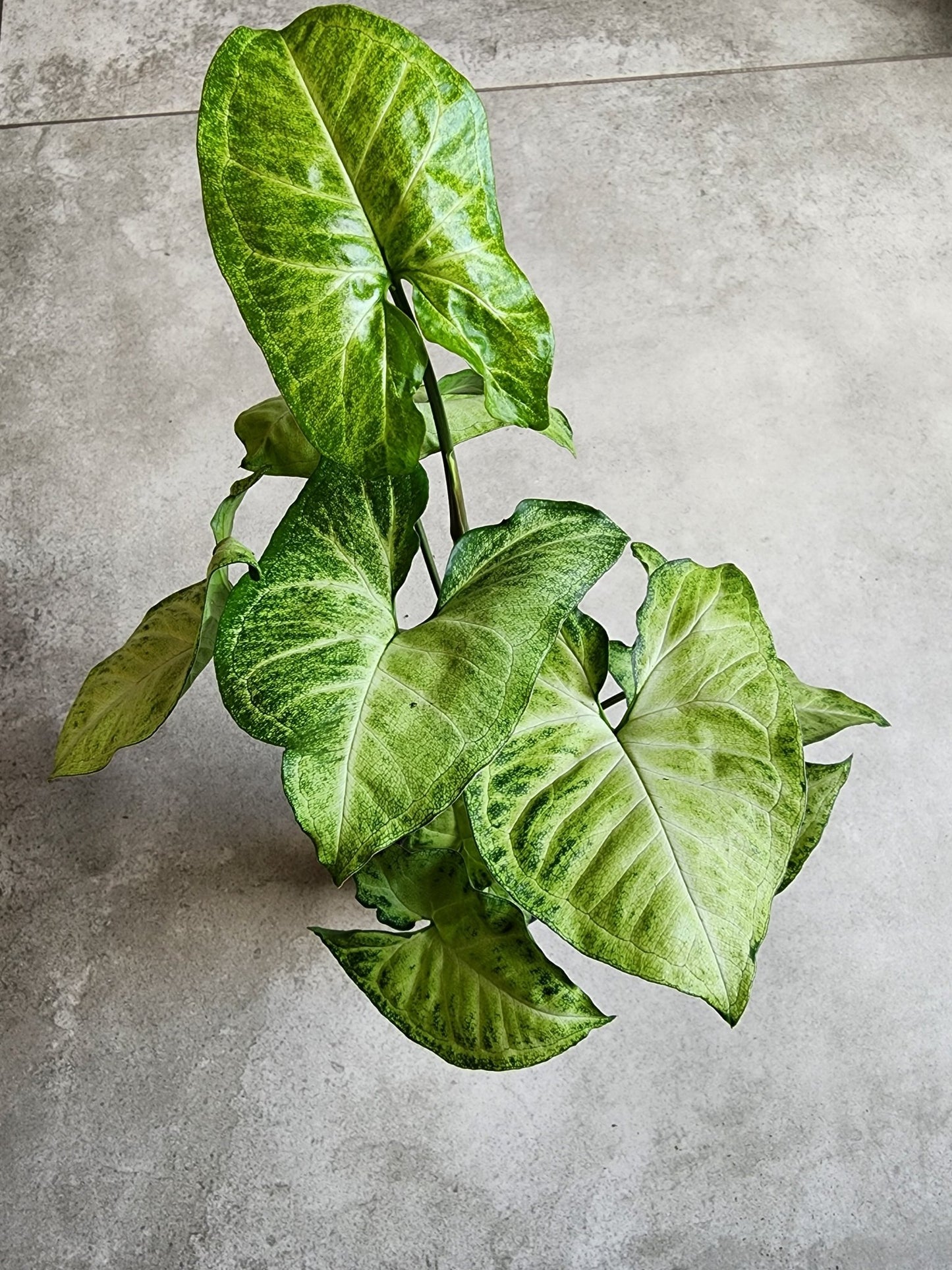 4" Syngonium podophyllum - Arrowhead Plant - Grow & Bloom Co.