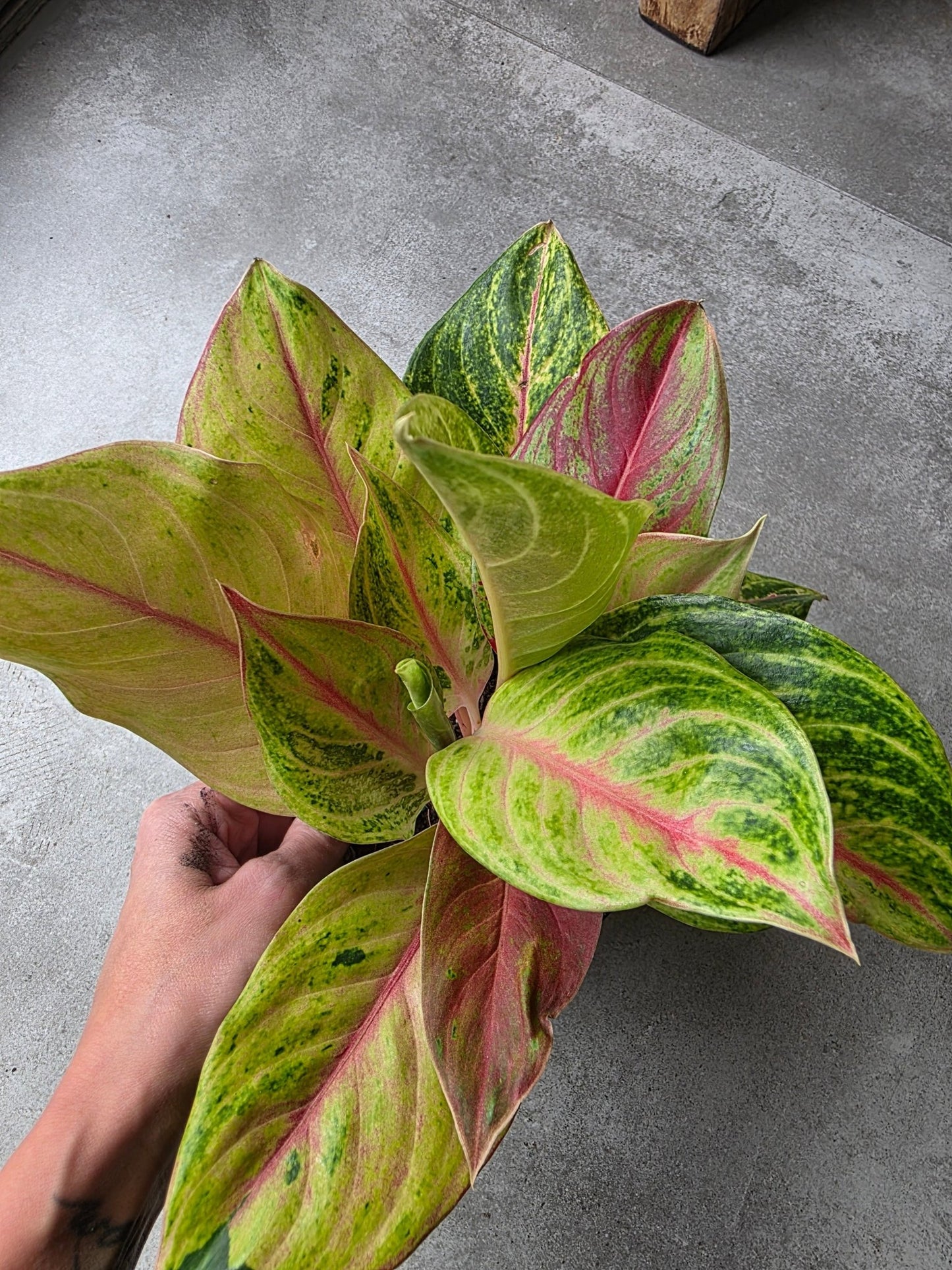 5" Aglaonema commutatum 'Gold Papaya' - Grow & Bloom Co.