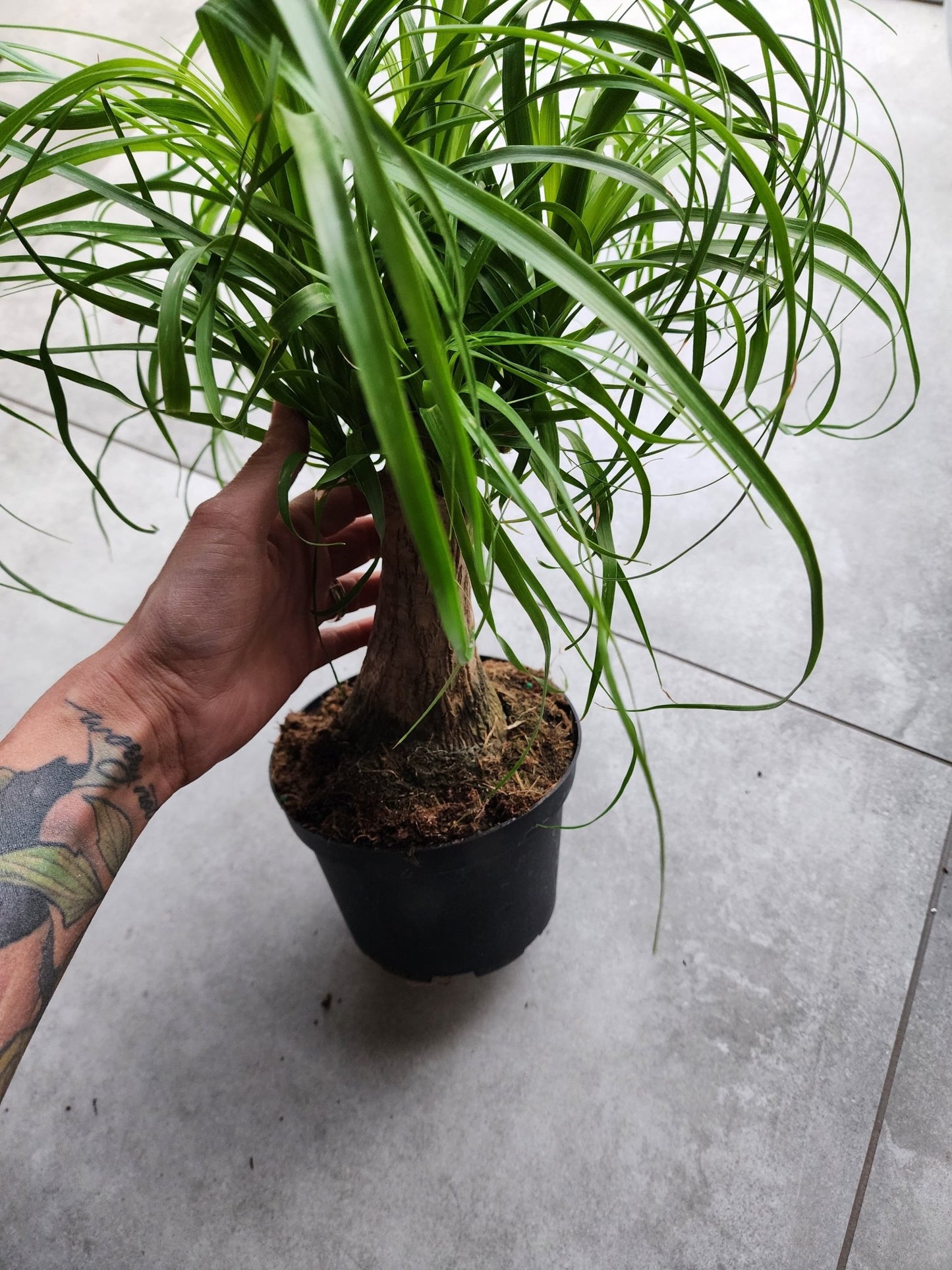 6" Beaucarnea recurvata - Ponytail Palm - Grow & Bloom Co.