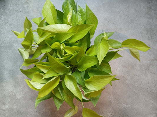 6" Epipremnum aureum 'Neon' - Neon Pothos - Grow & Bloom Co.