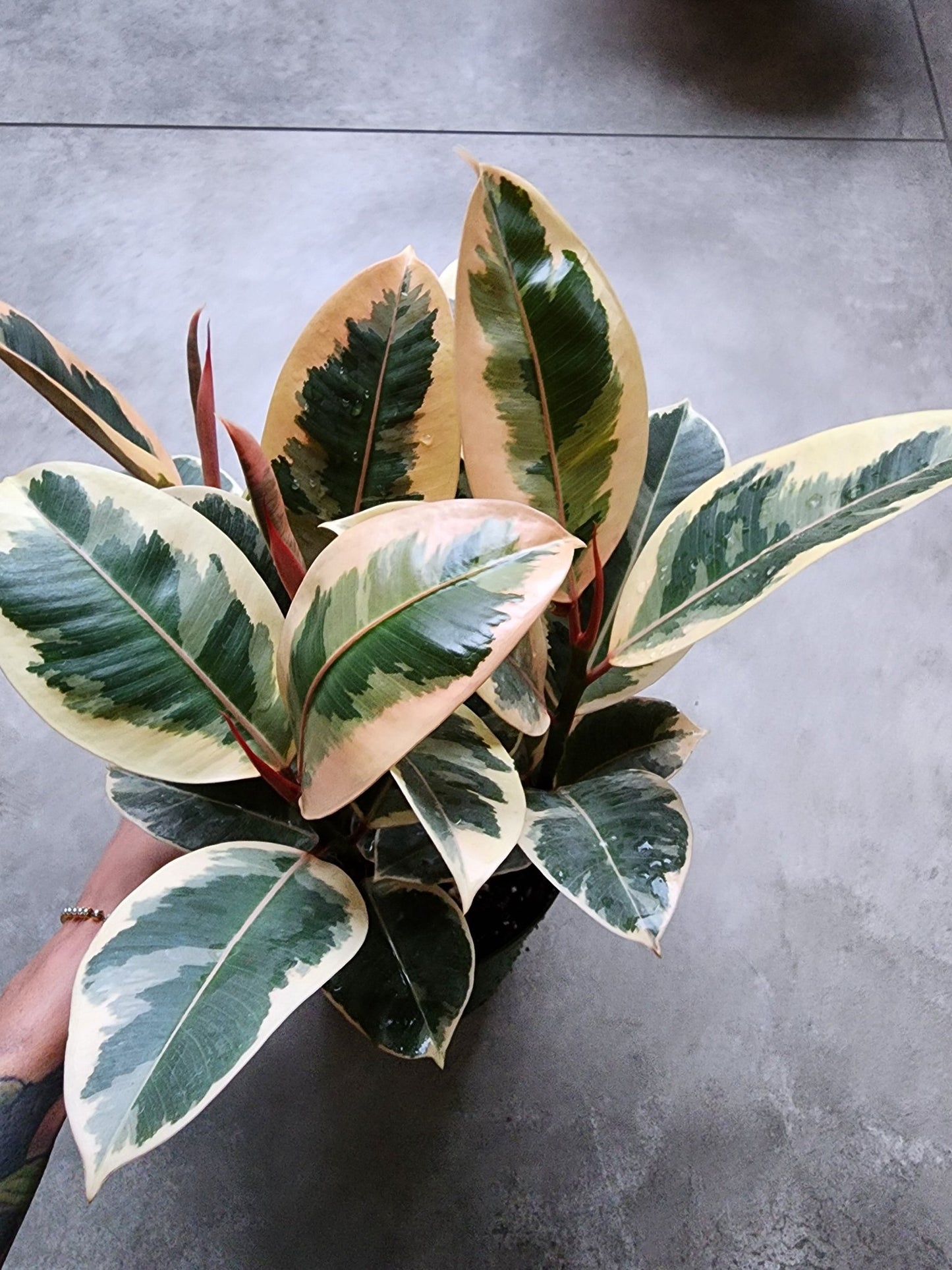 6" Ficus elastica 'Tineke' - Variegated Rubber Plant - Grow & Bloom Co.