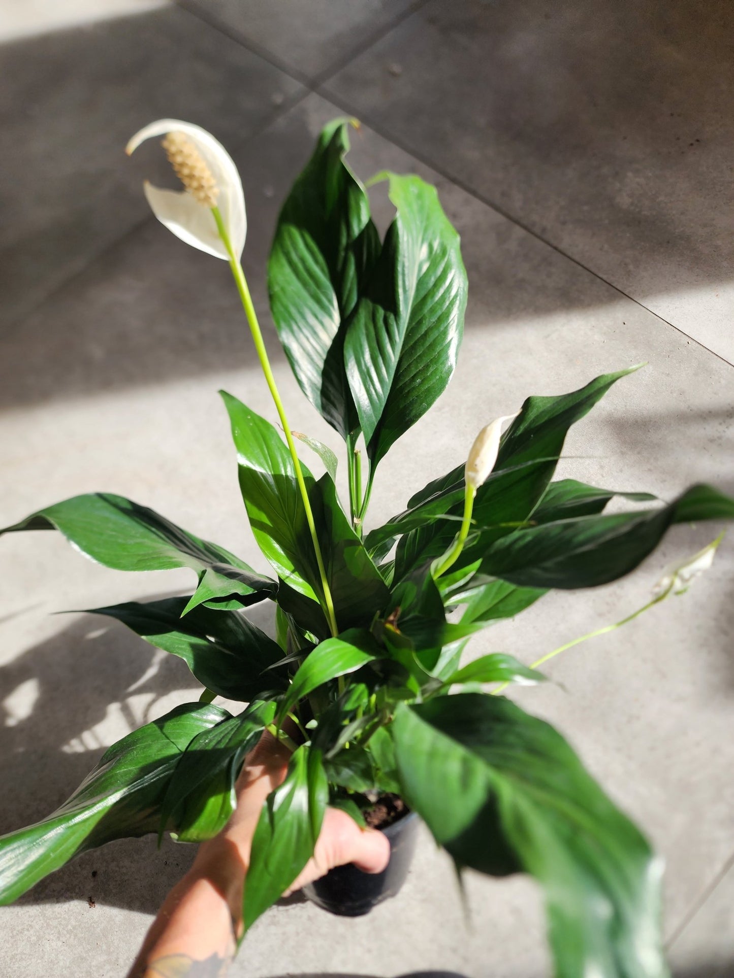 6" Spathiphyllum wallisii - Peace Lily - Grow & Bloom Co.