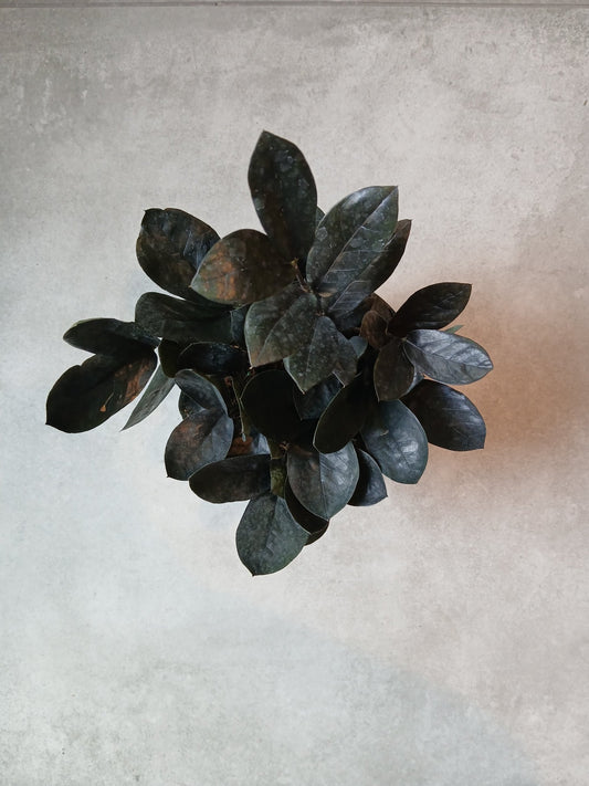 6" Zamioculcas zamiifolia 'Raven' - Grow & Bloom Co.