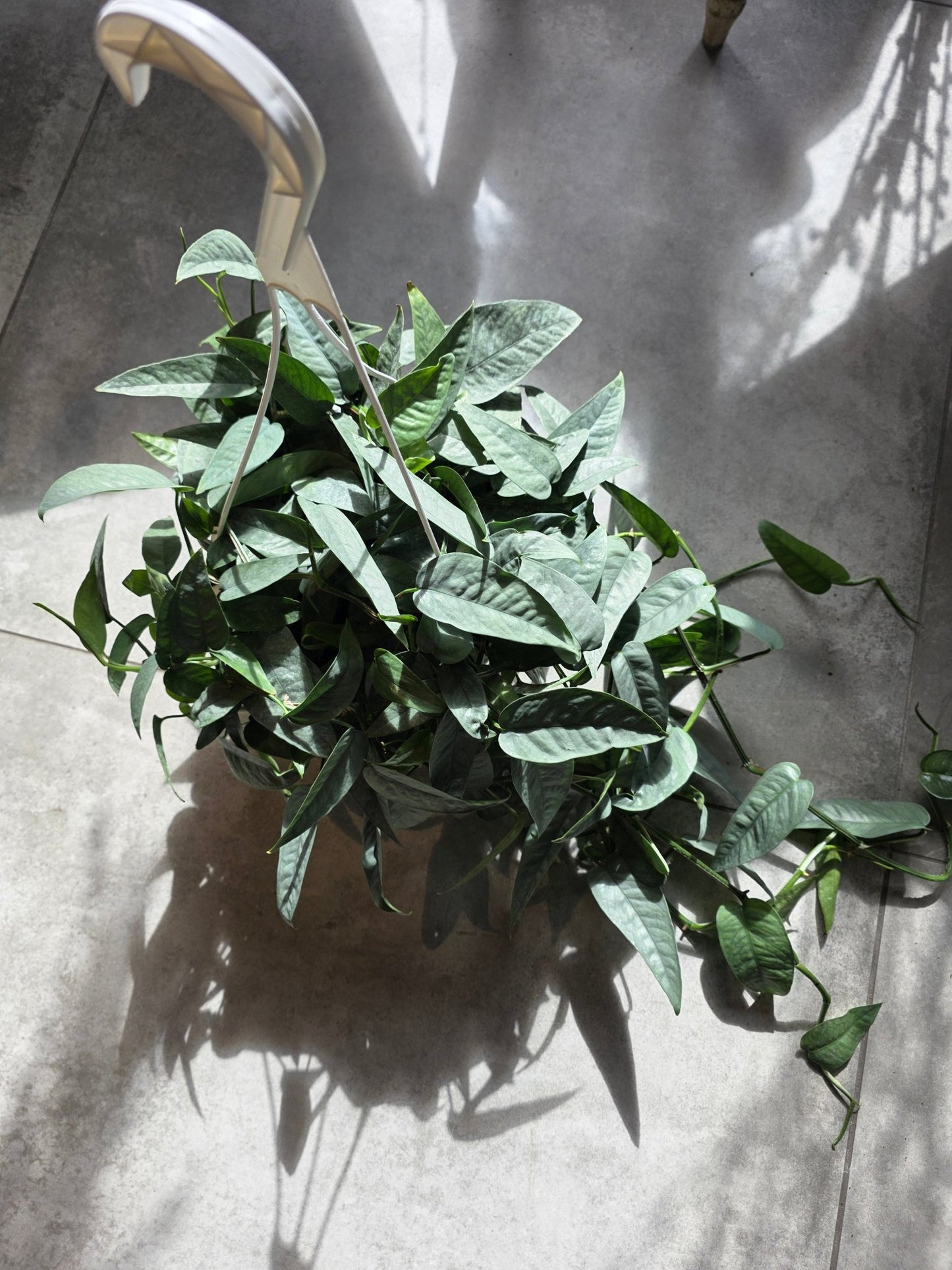 8" HB Epipremnum pinnatum 'Cebu Blue' - Grow & Bloom Co.