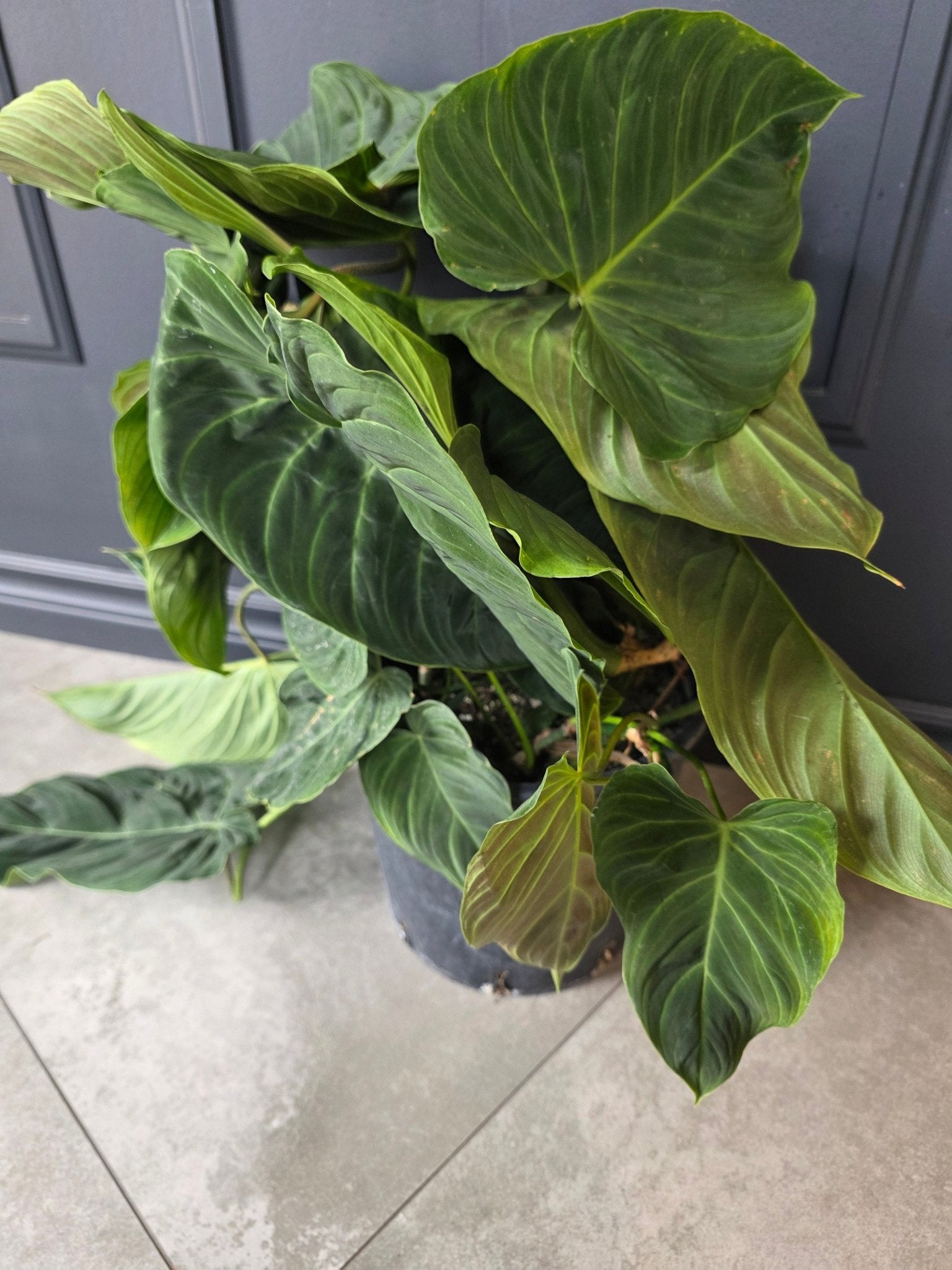 8" Philodendron 'Splendid' - Grow & Bloom Co.
