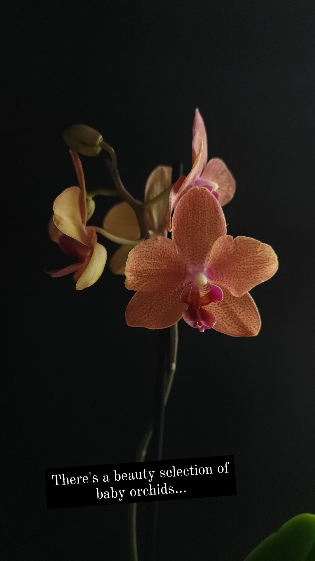 3.5" Phalaenopsis Orchid - Piccola 1 Spike - Assorted Colours