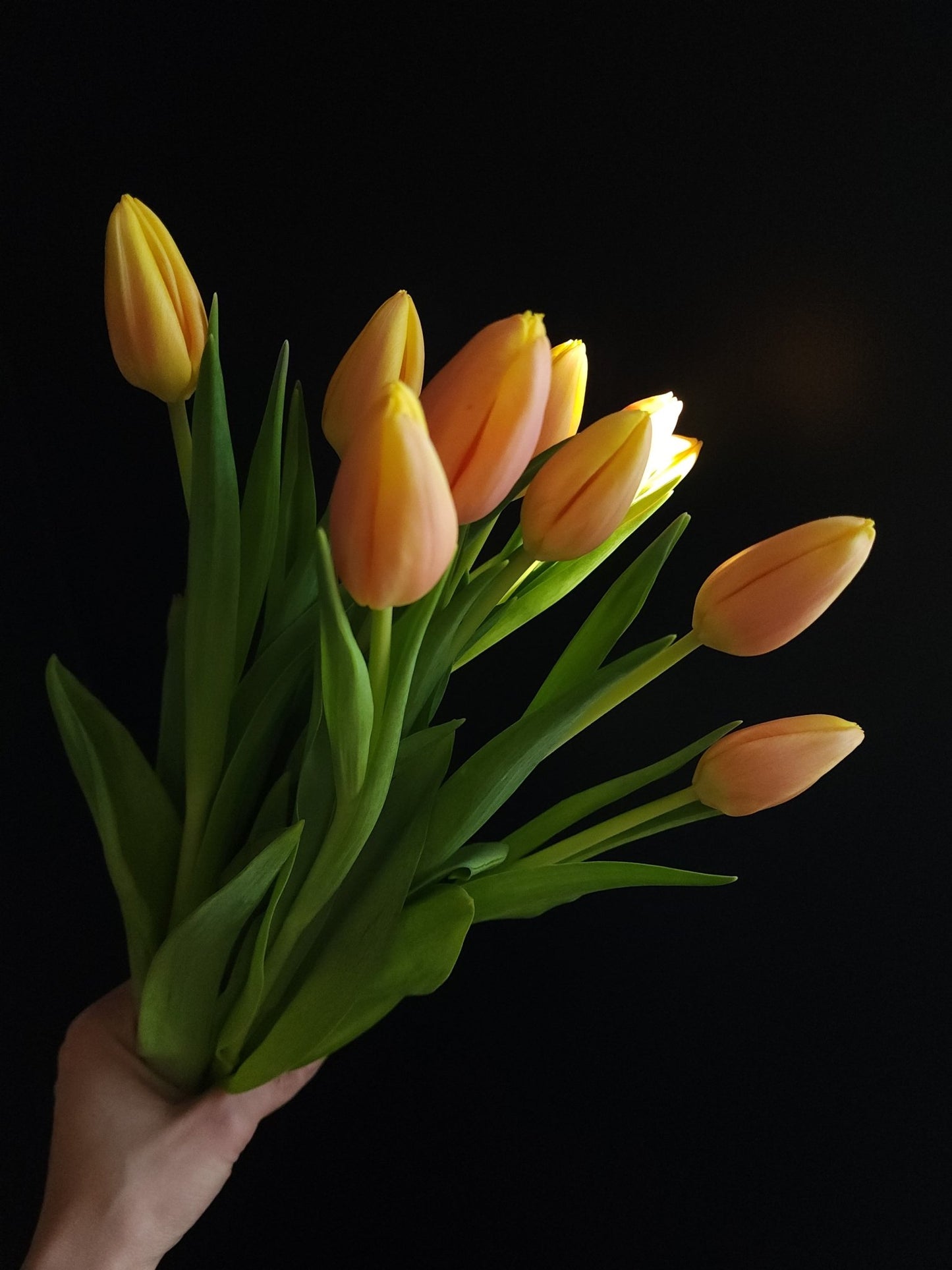 Dutch Tulip Bunch - Grow & Bloom Co.