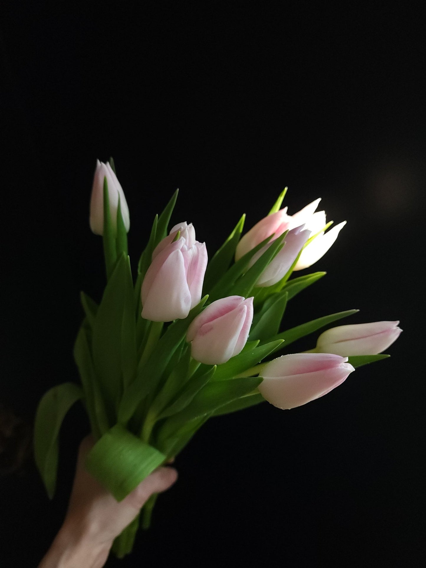 Dutch Tulip Bunch - Grow & Bloom Co.