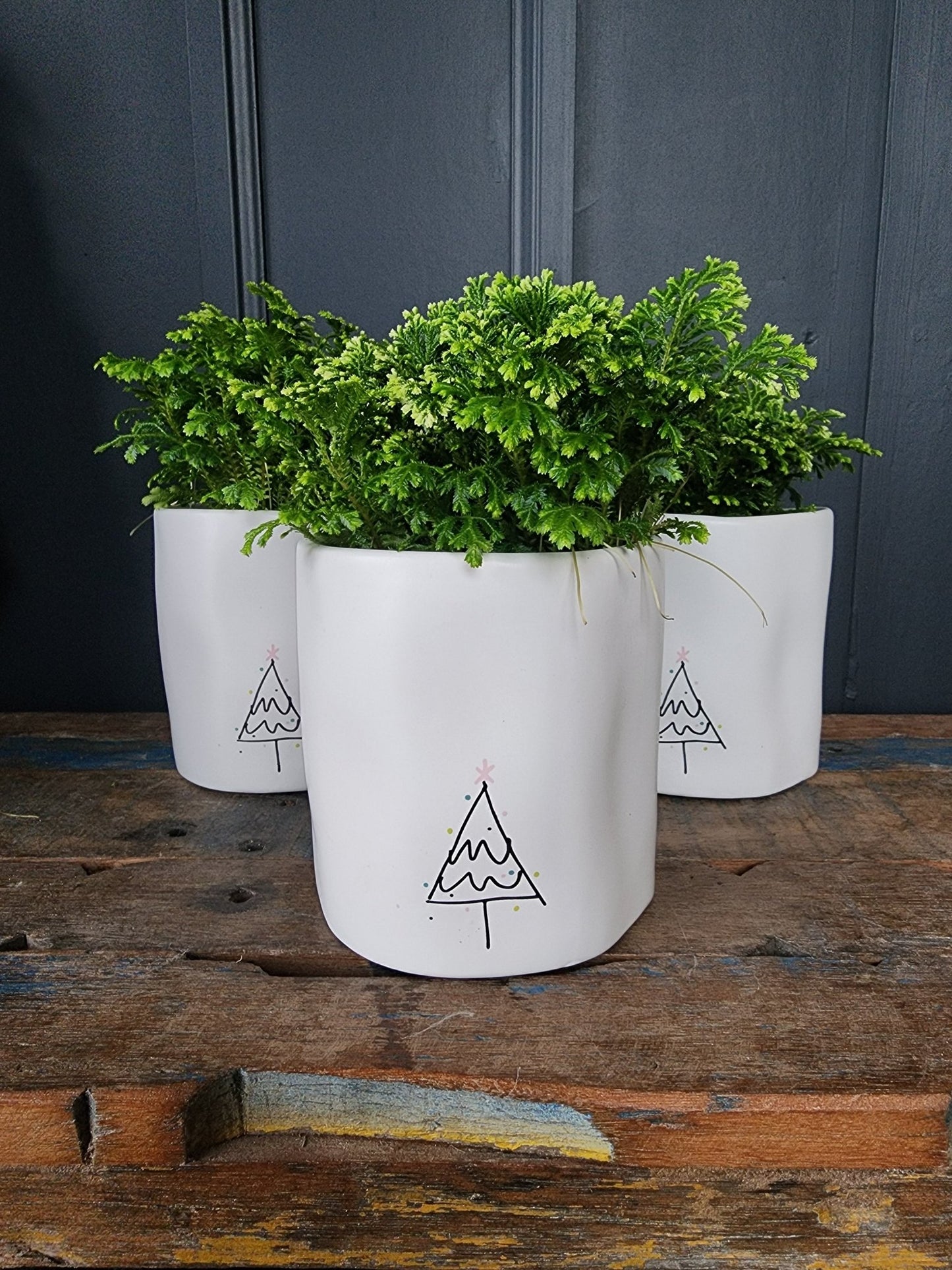 Falalalala Fern - Grow & Bloom Co.