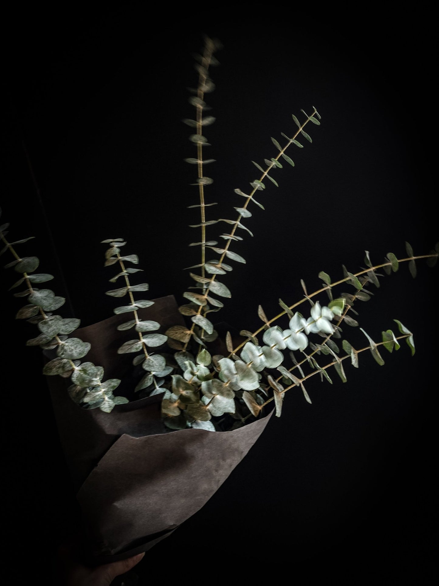 Fresh Eucalyptus Bundle - Grow & Bloom Co.