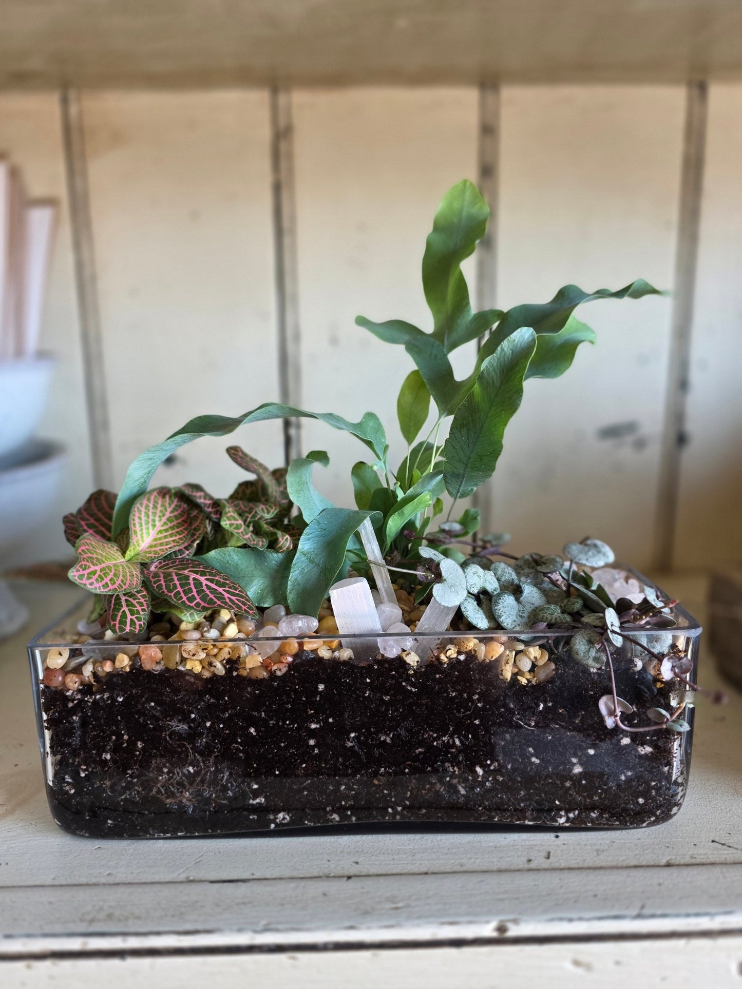Glass Plant Garden - Grow & Bloom Co.