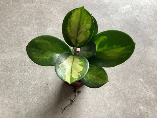 2.5” Hoya australis ‘Lisa’ - Grow & Bloom Co.