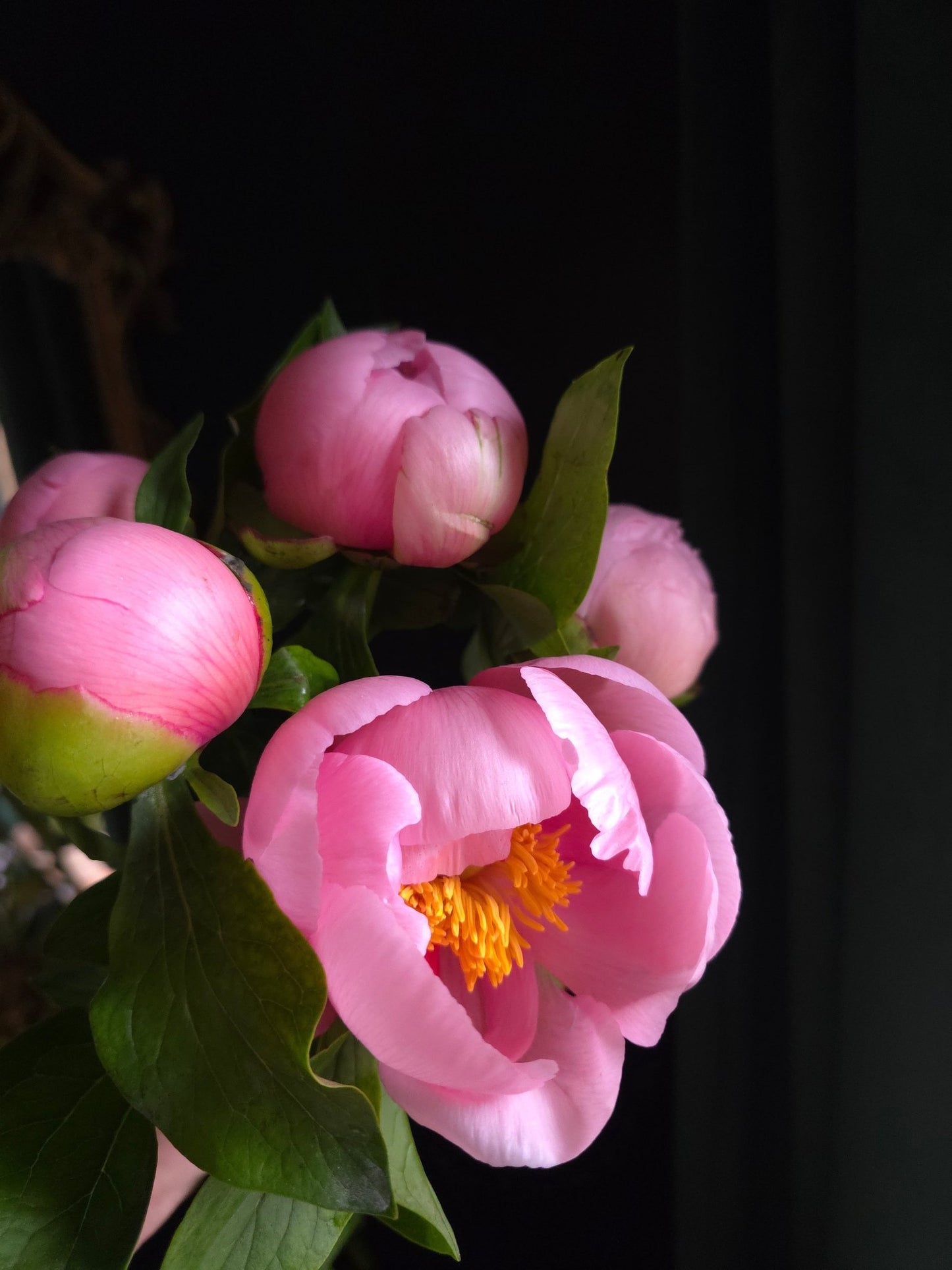 Mother's Day 5 Stem Peony Bunch - Grow & Bloom Co.