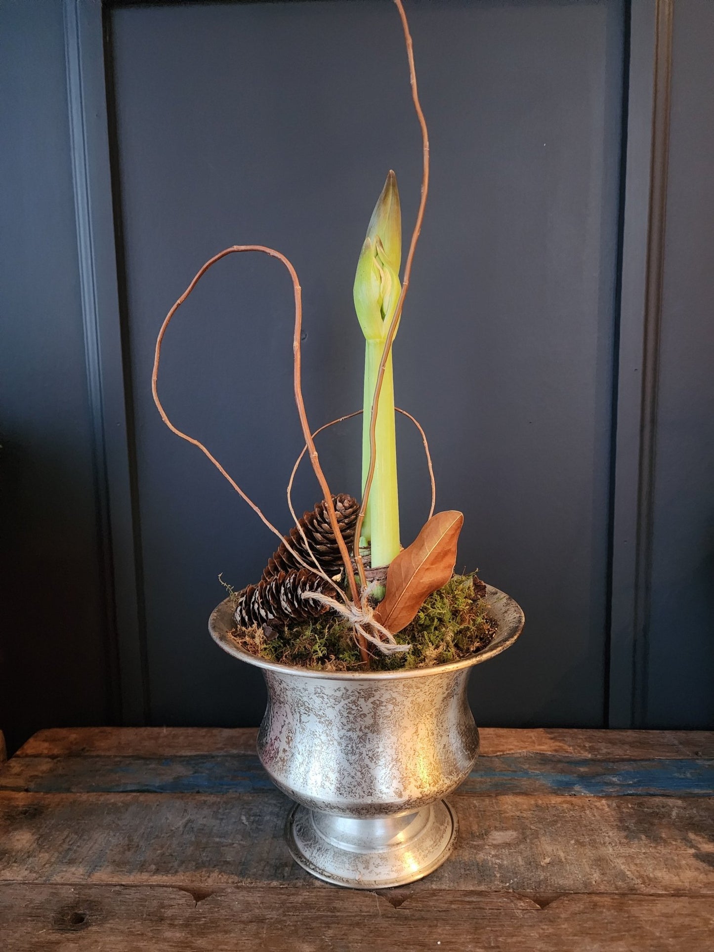 Potted Amaryllis in Sydney Urn - Grow & Bloom Co.