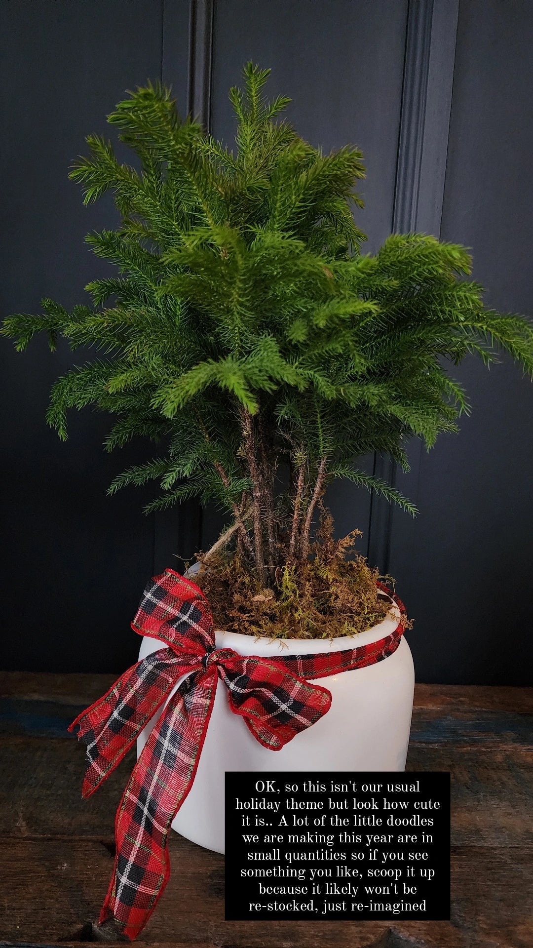 Potted Norfolk Pine - Grow & Bloom Co.