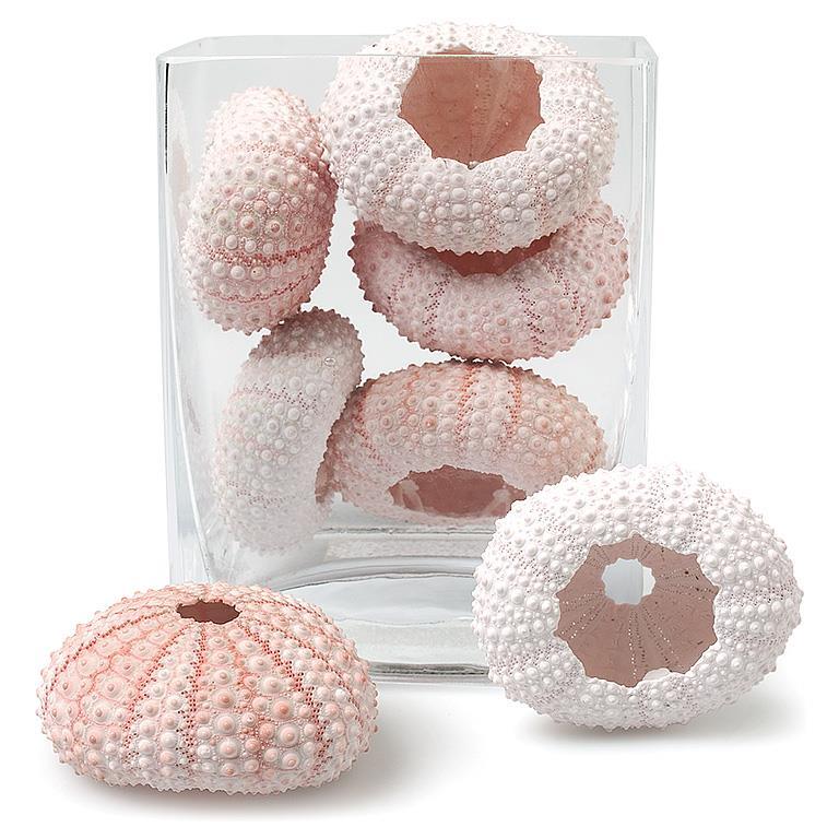 Small Sea Urchin - Grow & Bloom Co.