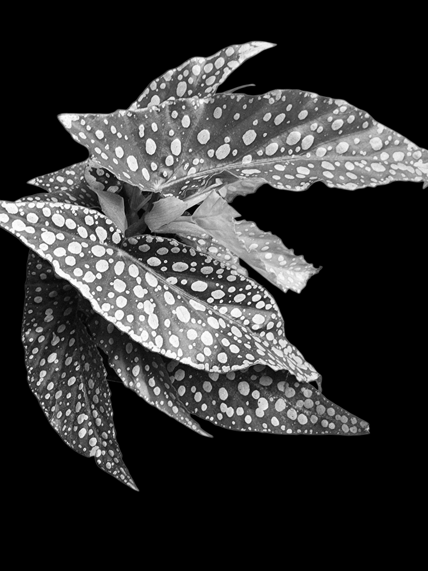 Bringing tropicals in — what to know before the first frost - Grow & Bloom Co.