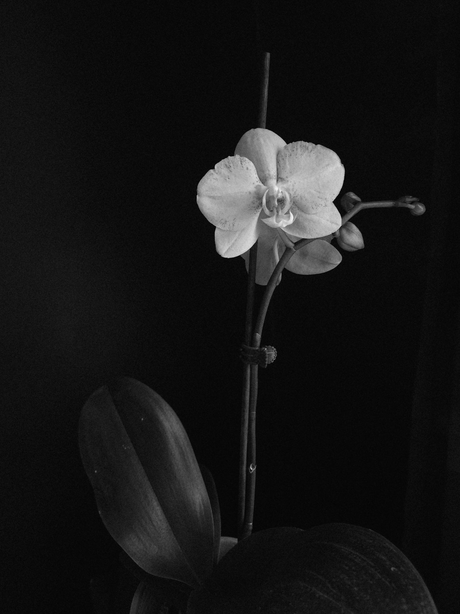 The Myth of the Difficult Orchid - Grow & Bloom Co.
