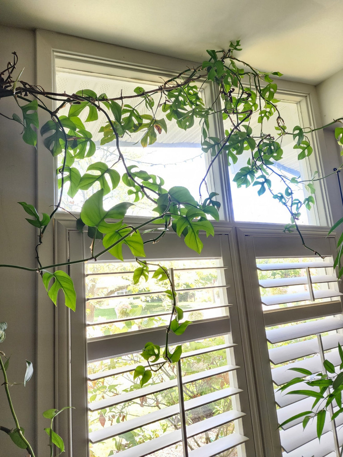 Tips for bringing tropical plants indoors in the fall - Grow & Bloom Co.