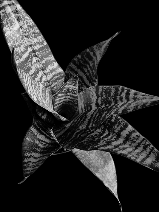 What desert plants do in the dark - Grow & Bloom Co.