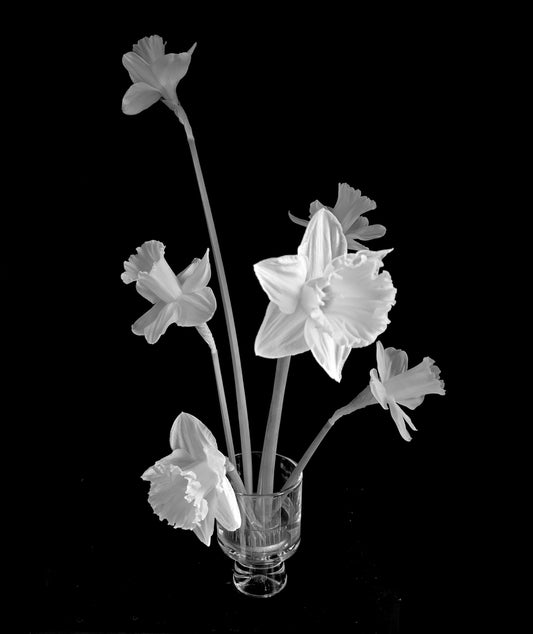 What Florists Know About Daffodils That You Don't - Grow & Bloom Co.
