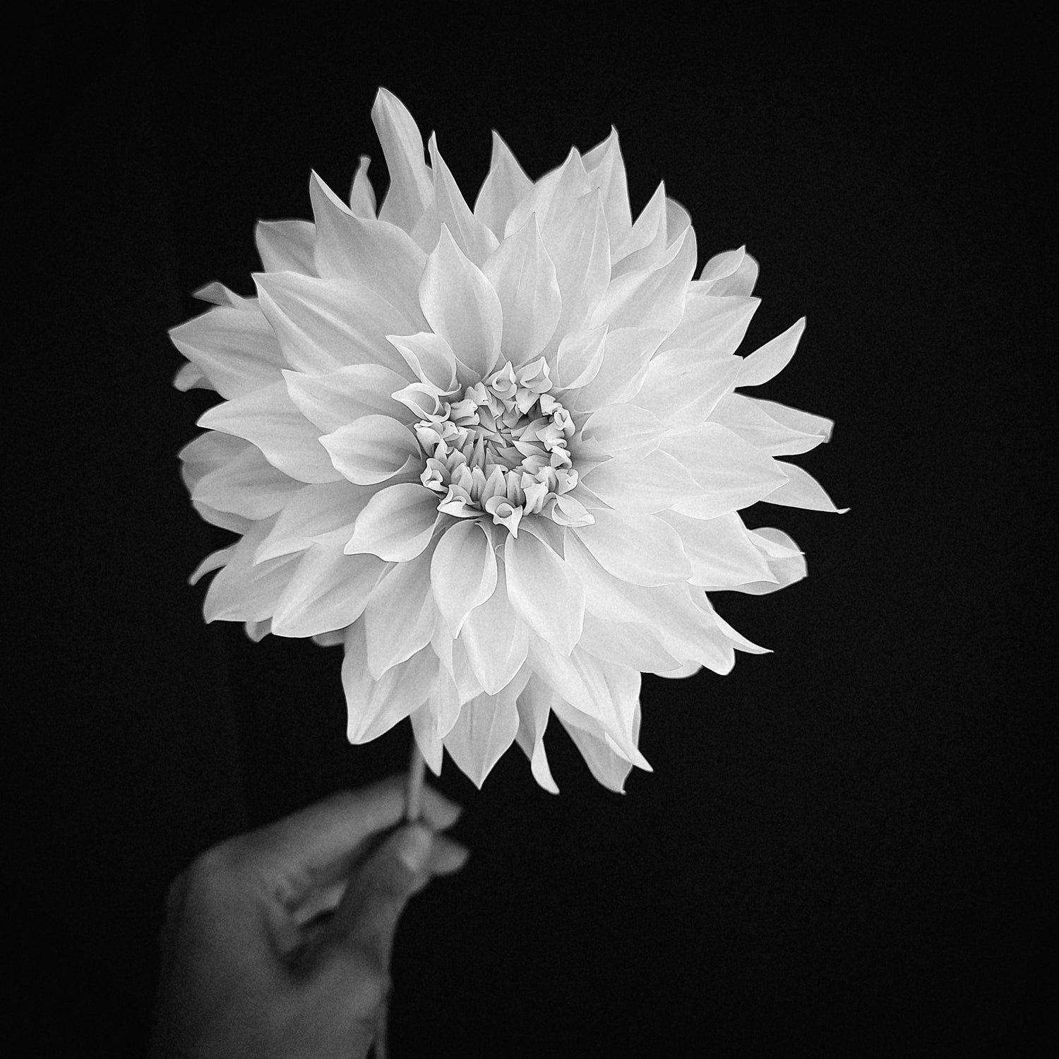 Why Cut Flowers Die - The Science of Transpiration - Grow & Bloom Co.