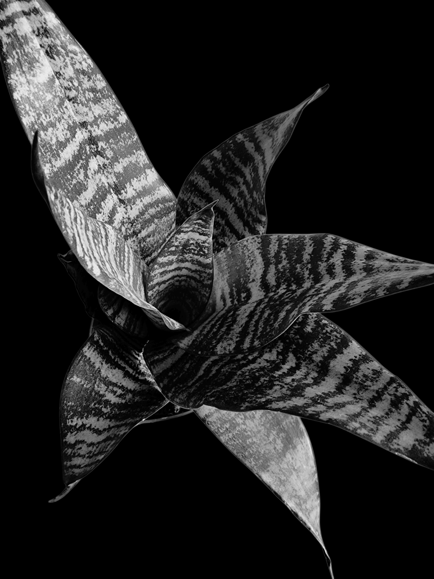 Why snake plants rot in wet soil but survive in water - Grow & Bloom Co.
