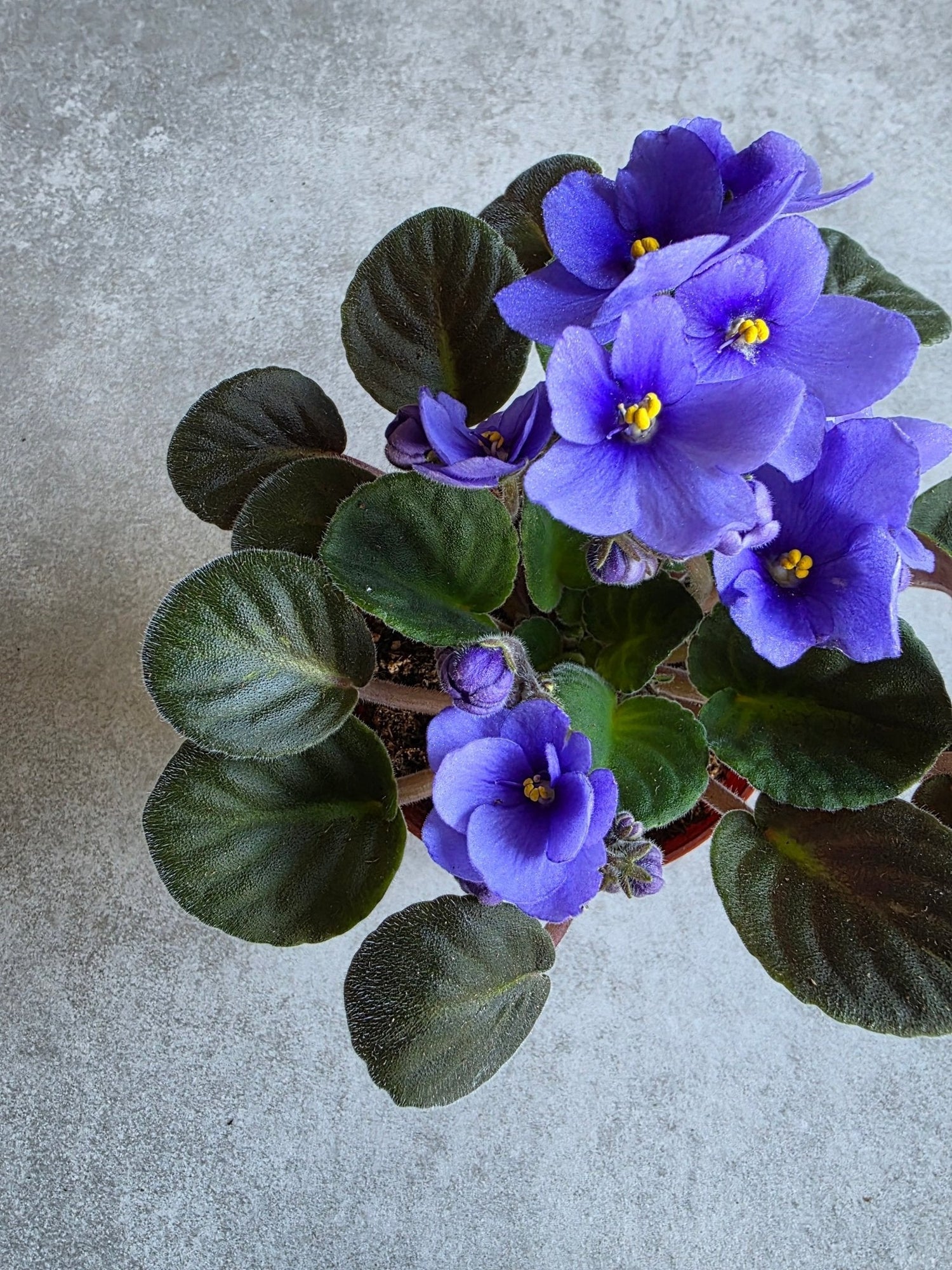 Flowering Plants - Grow & Bloom Co.